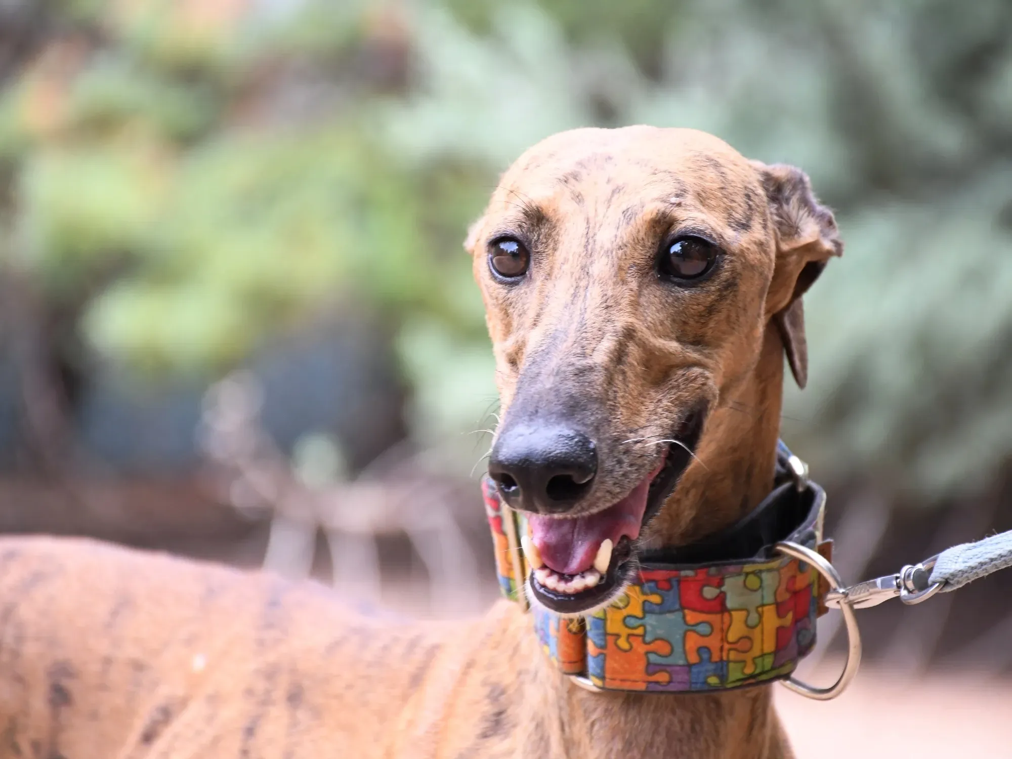 bambi galgo adozione 19