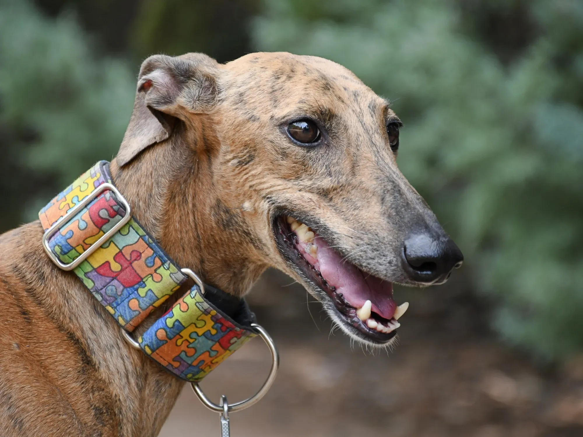 bambi galgo adozione 20