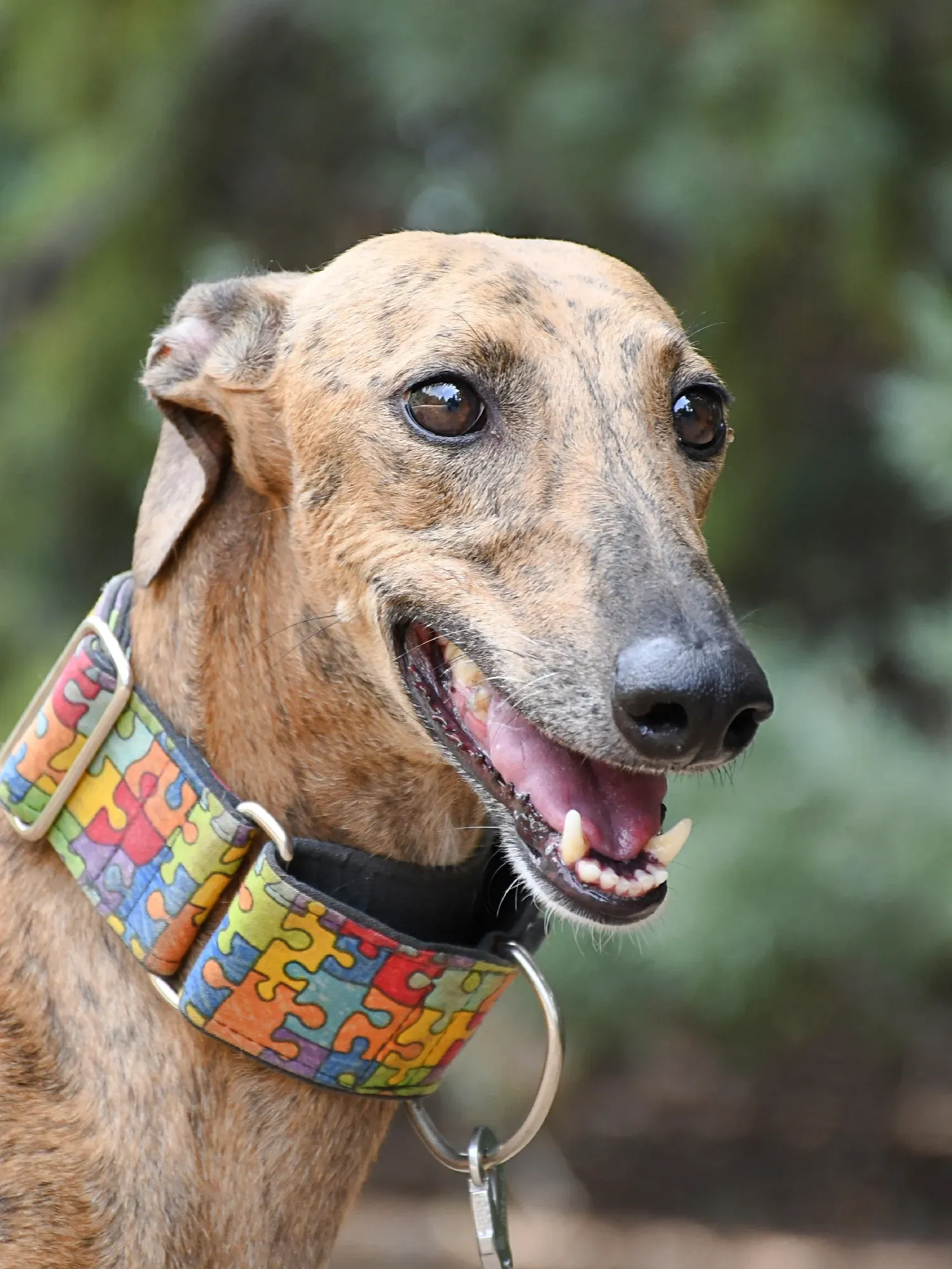 bambi galgo adozione 21