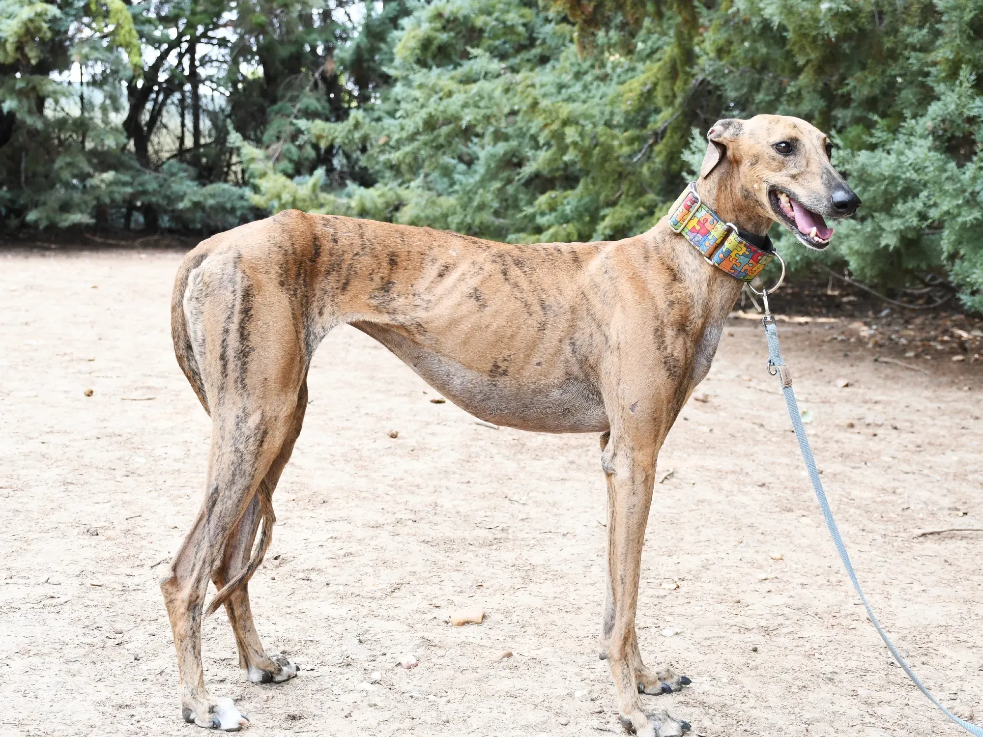 bambi galgo adozione 22