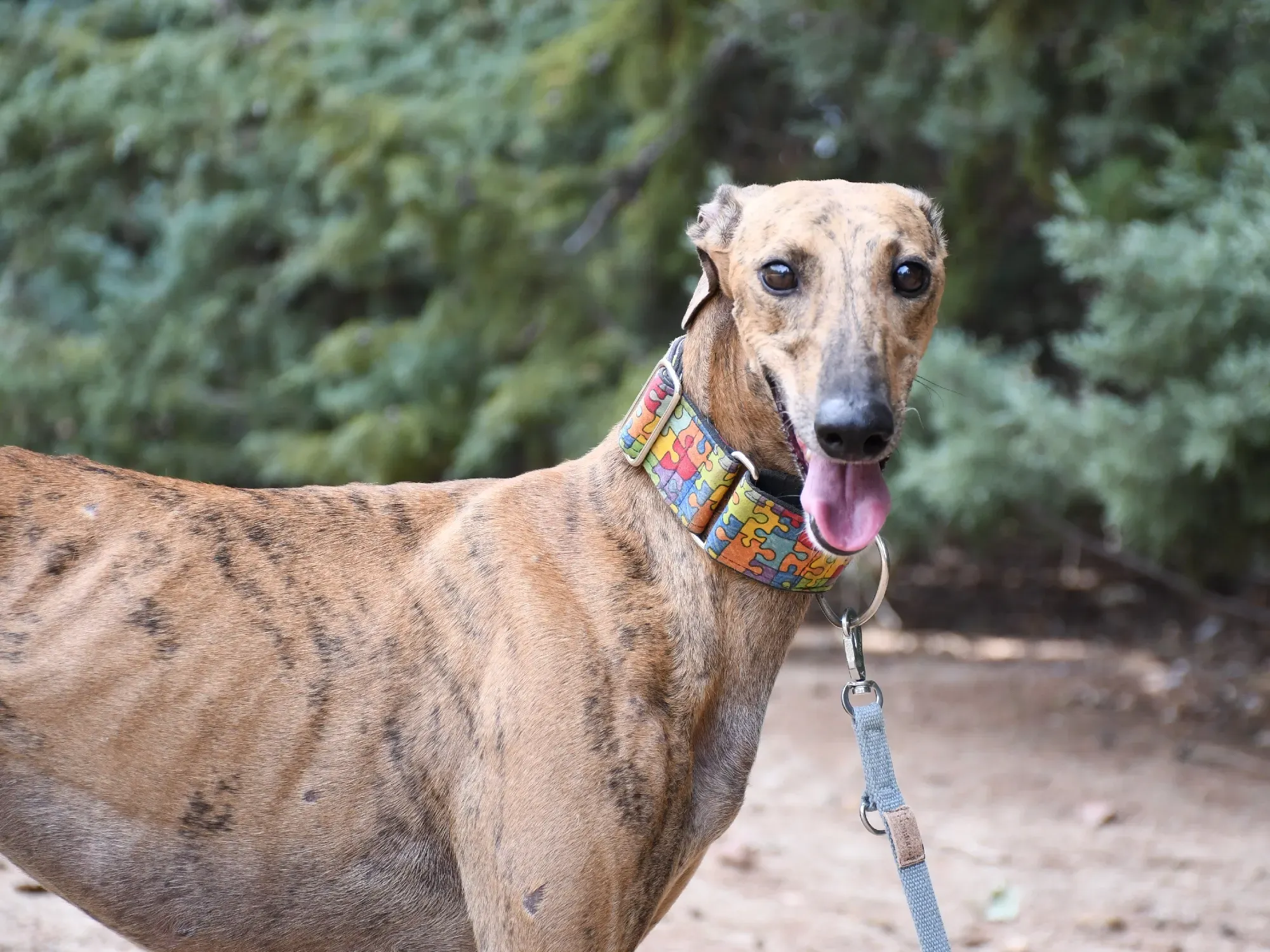 bambi galgo adozione 23