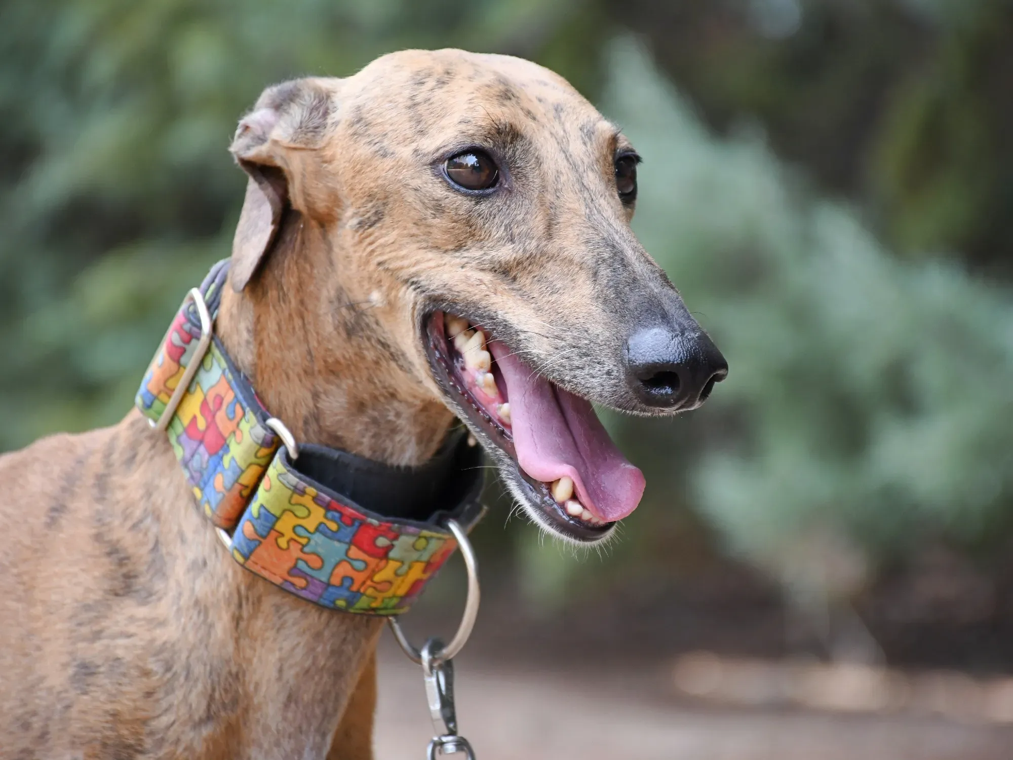 bambi galgo adozione 24