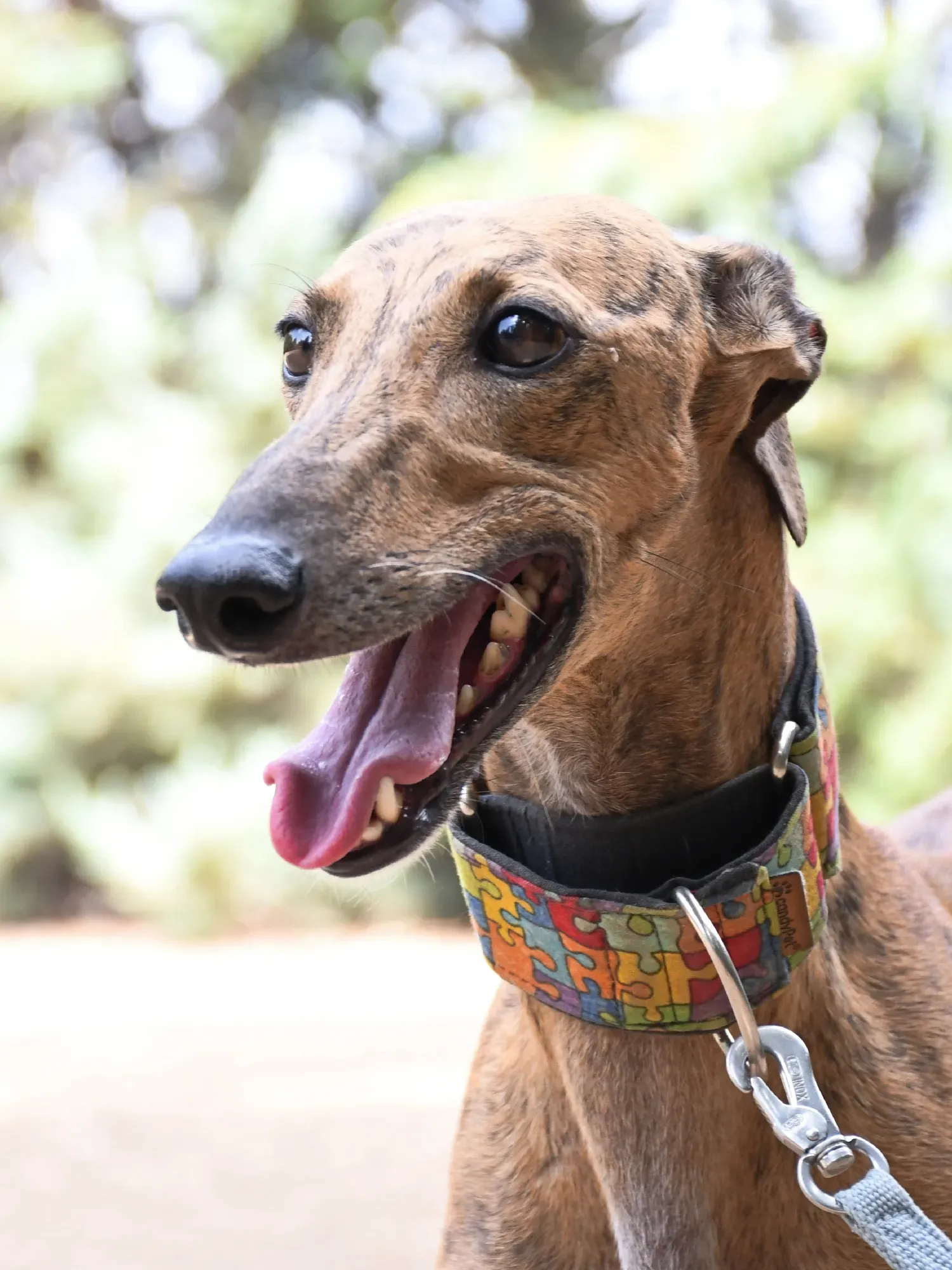 bambi galgo adozione 25