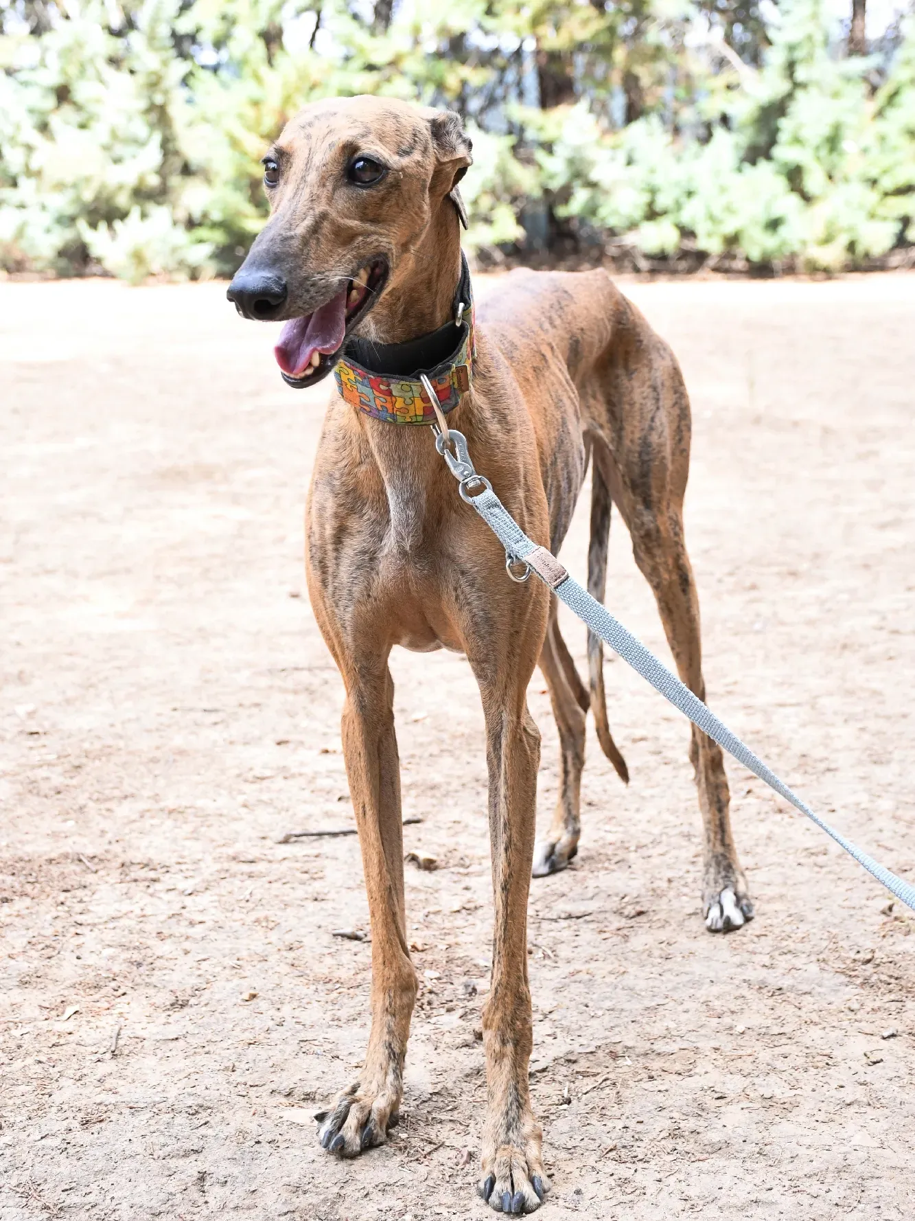 bambi galgo adozione 26