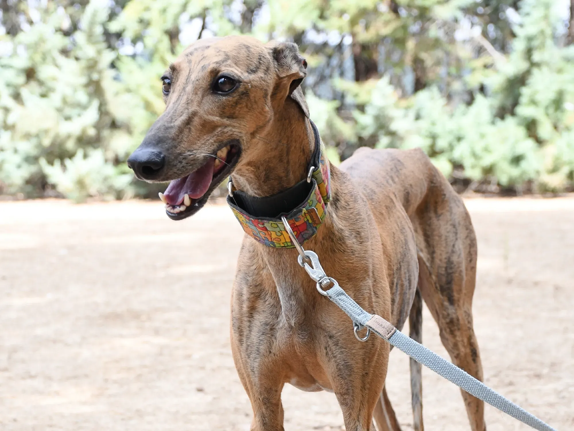 bambi galgo adozione 27