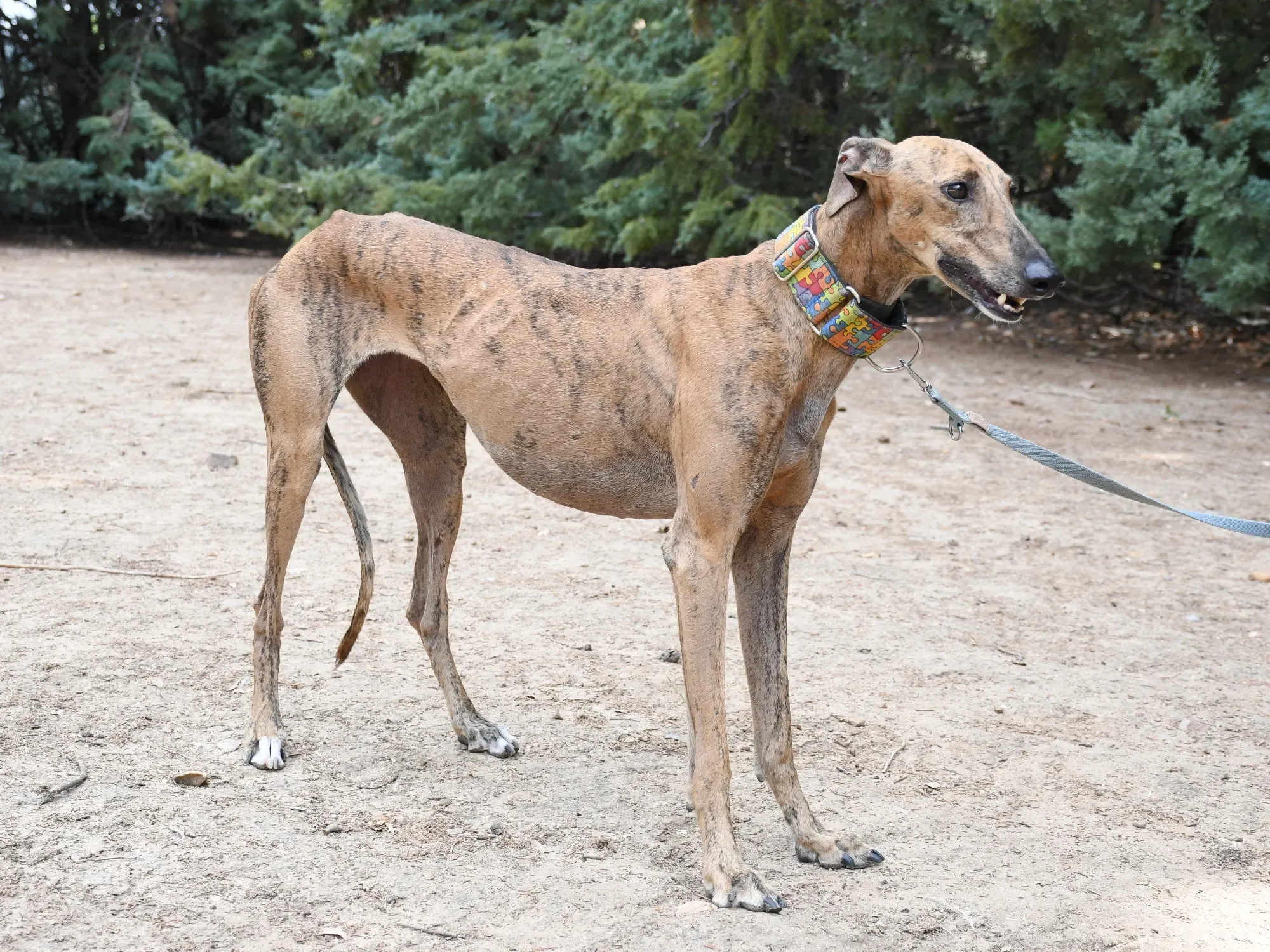 bambi galgo adozione 28