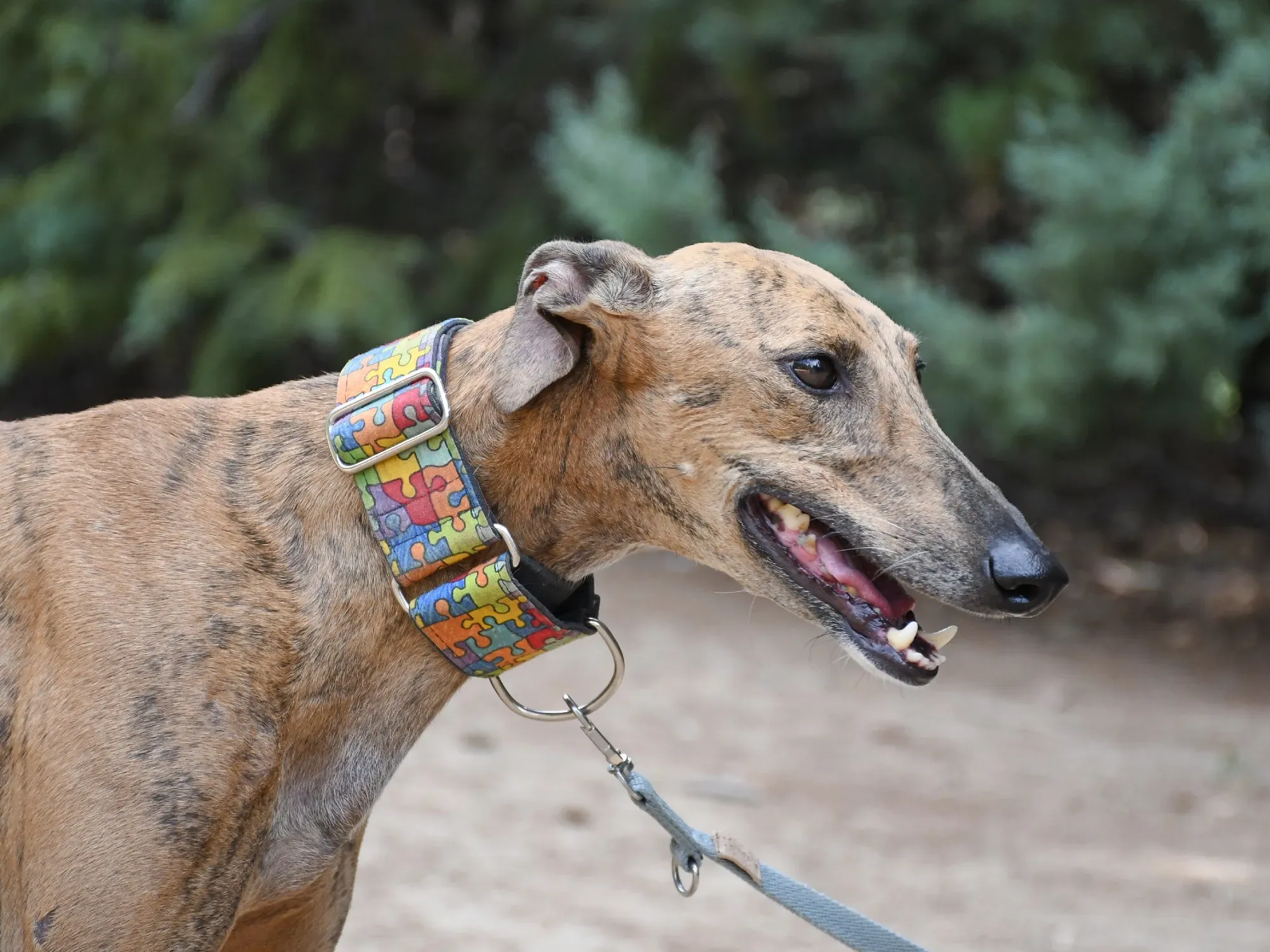 bambi galgo adozione 29