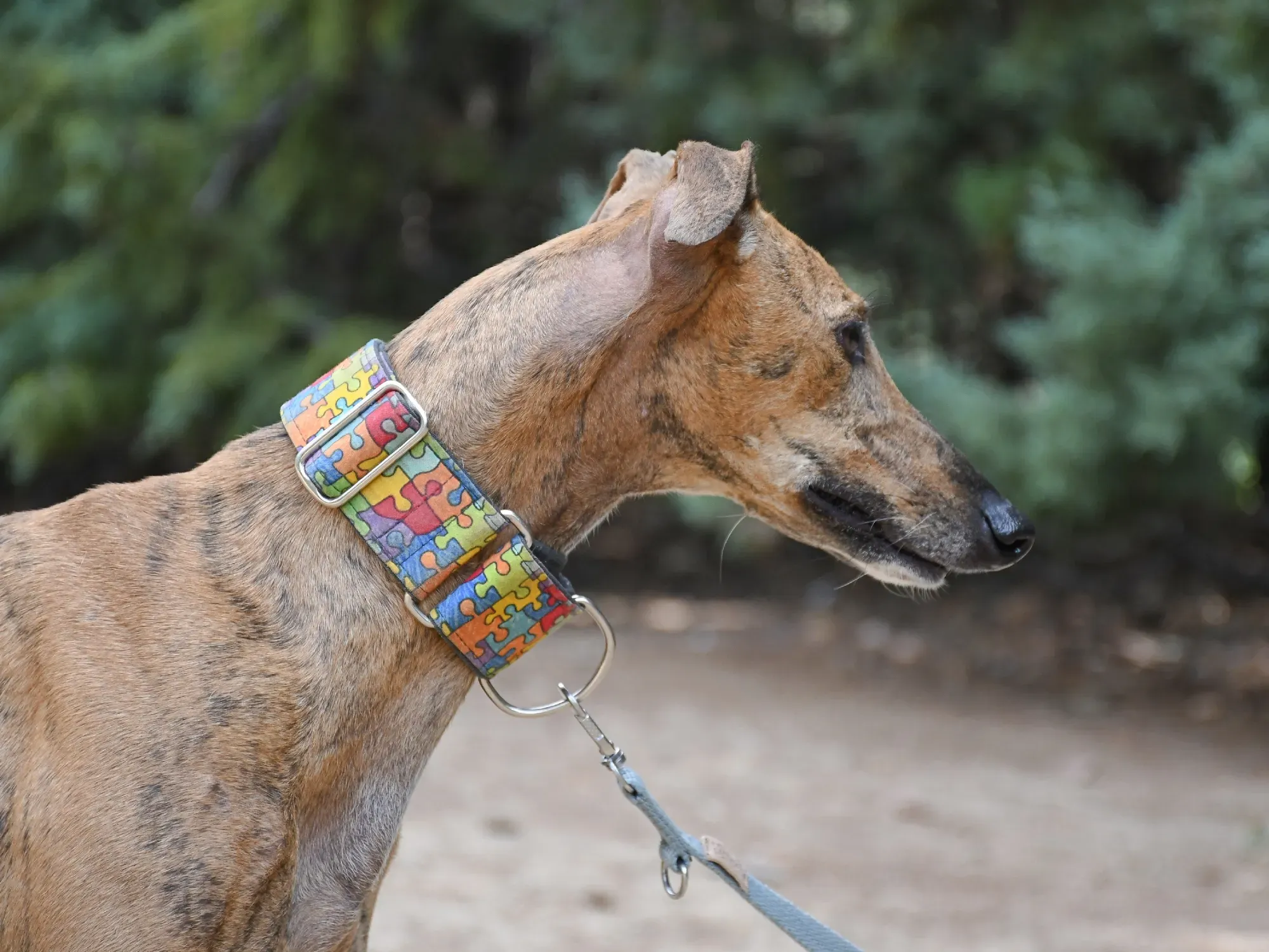 bambi galgo adozione 30