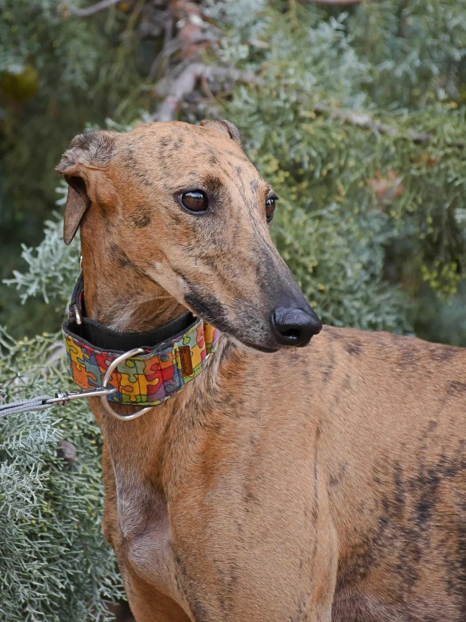 bambi galgo adozione 31