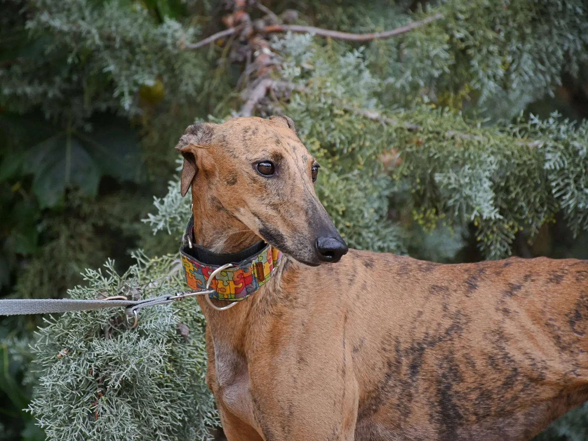 bambi galgo adozione 32
