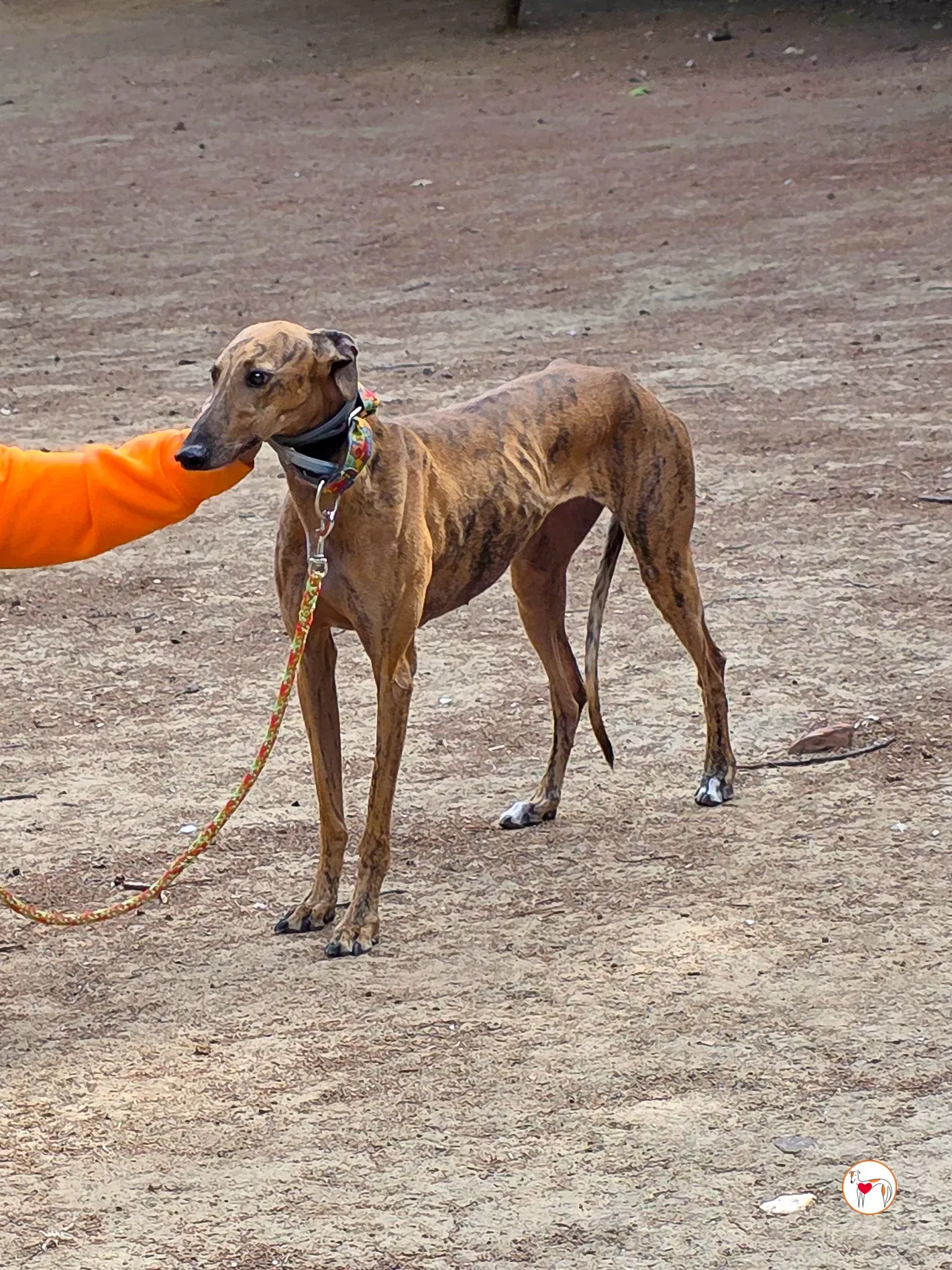 bambi galgo adozione 33