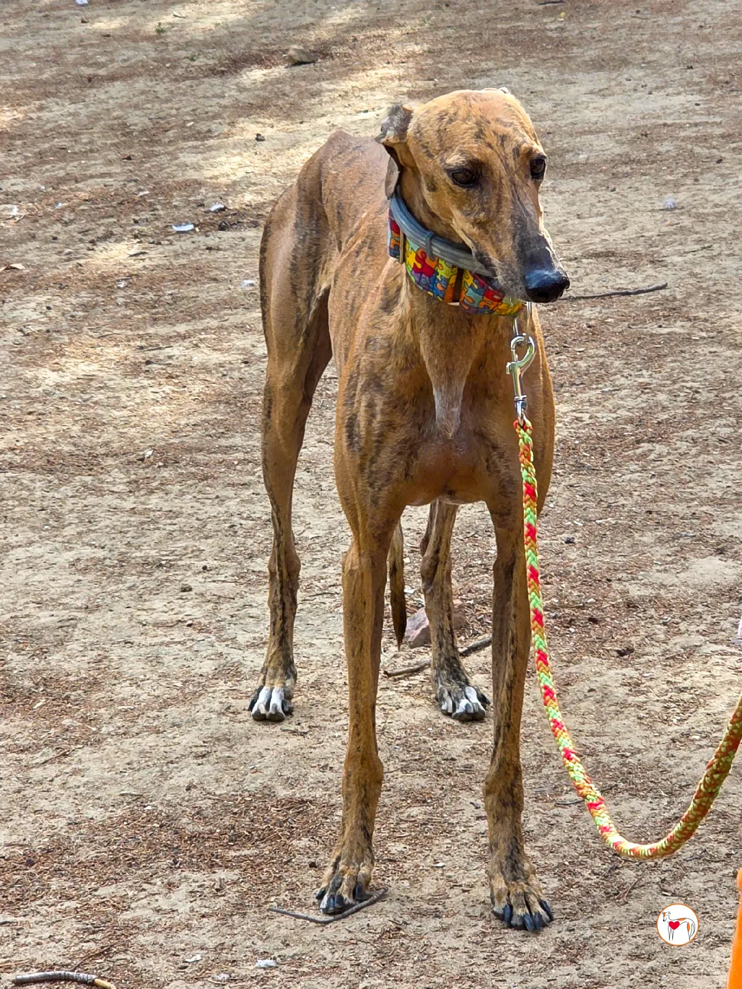 bambi galgo adozione 34