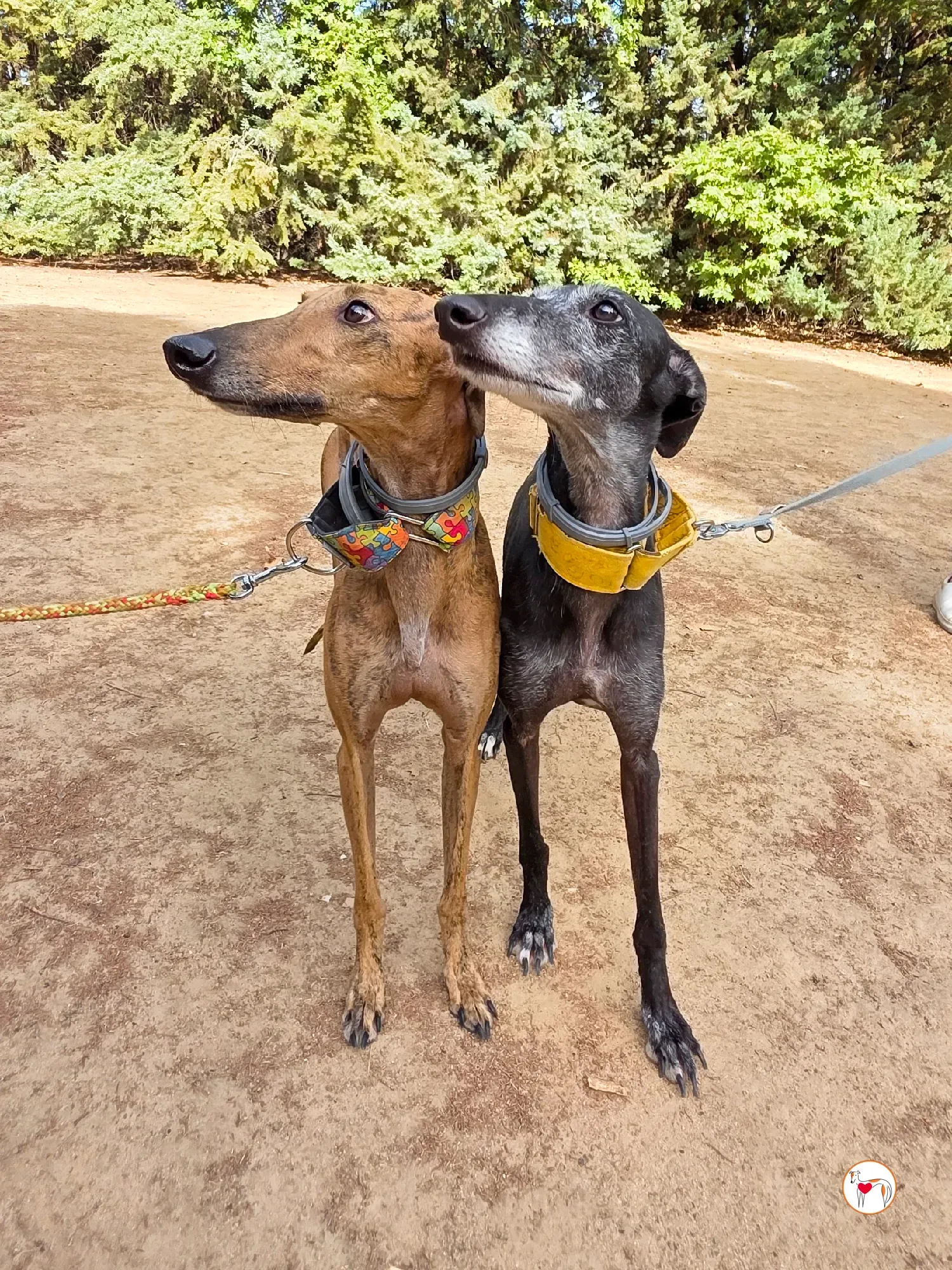 bambi galgo adozione 35