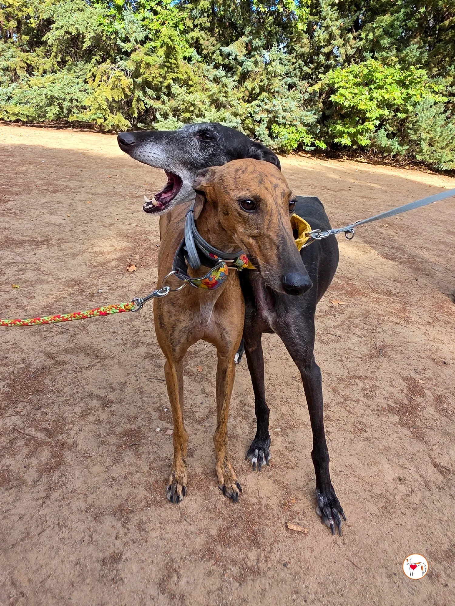 bambi galgo adozione 36