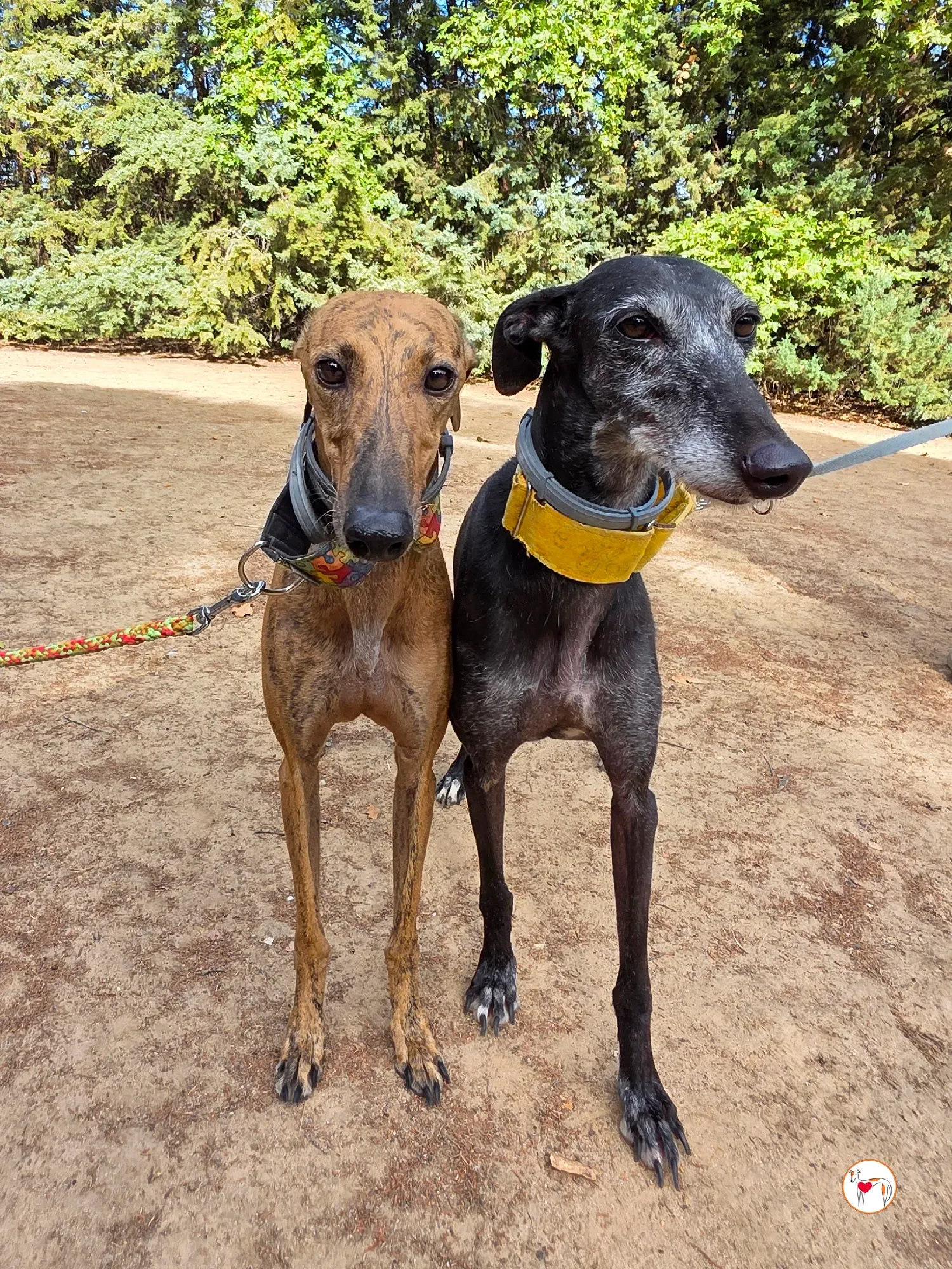 bambi galgo adozione 37