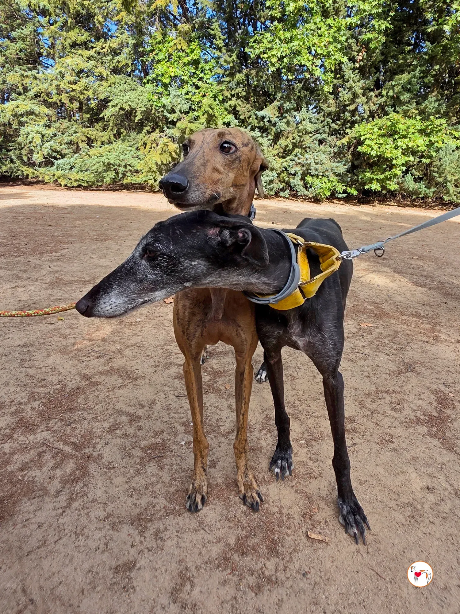 bambi galgo adozione 38