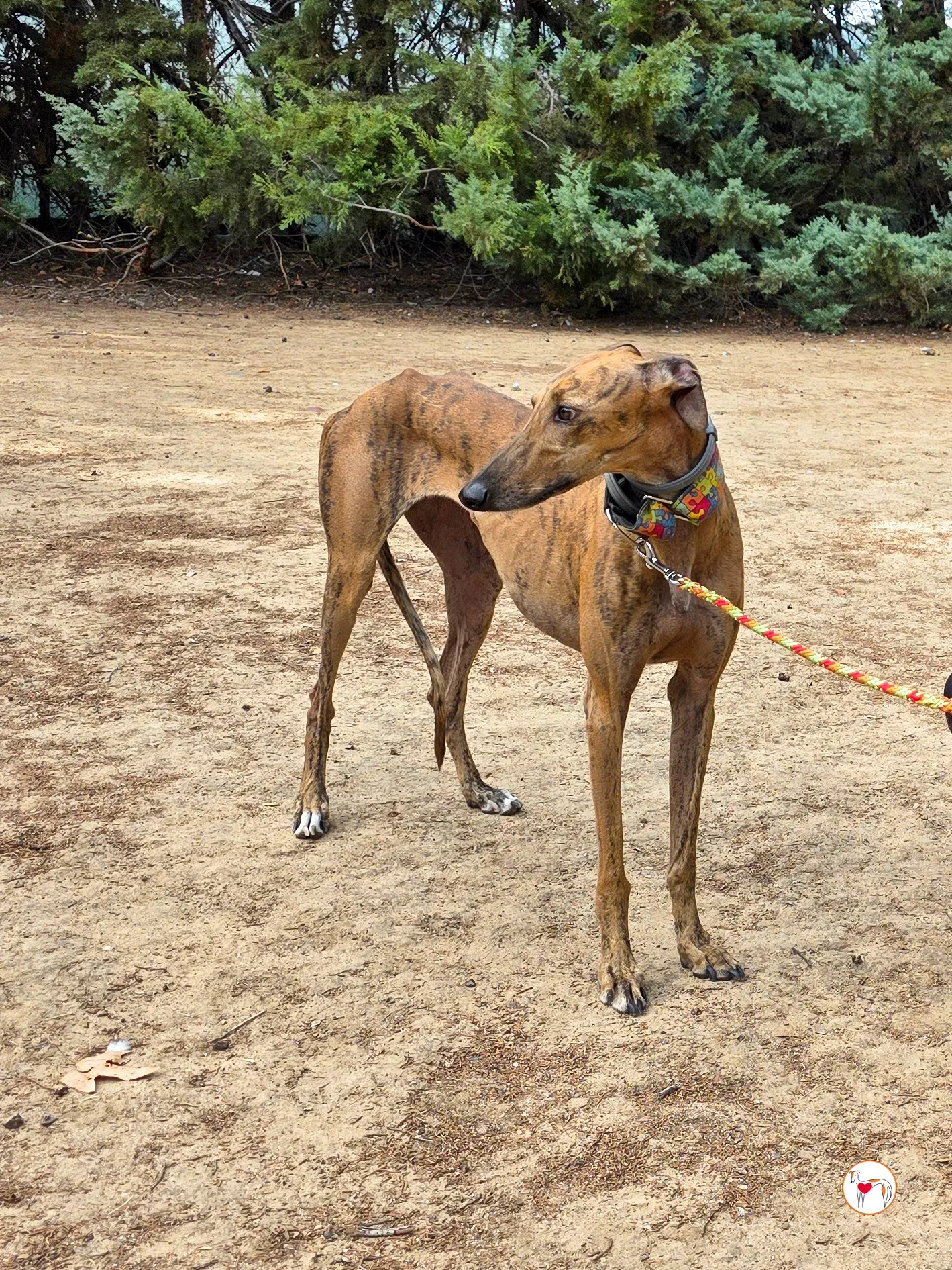 bambi galgo adozione 39