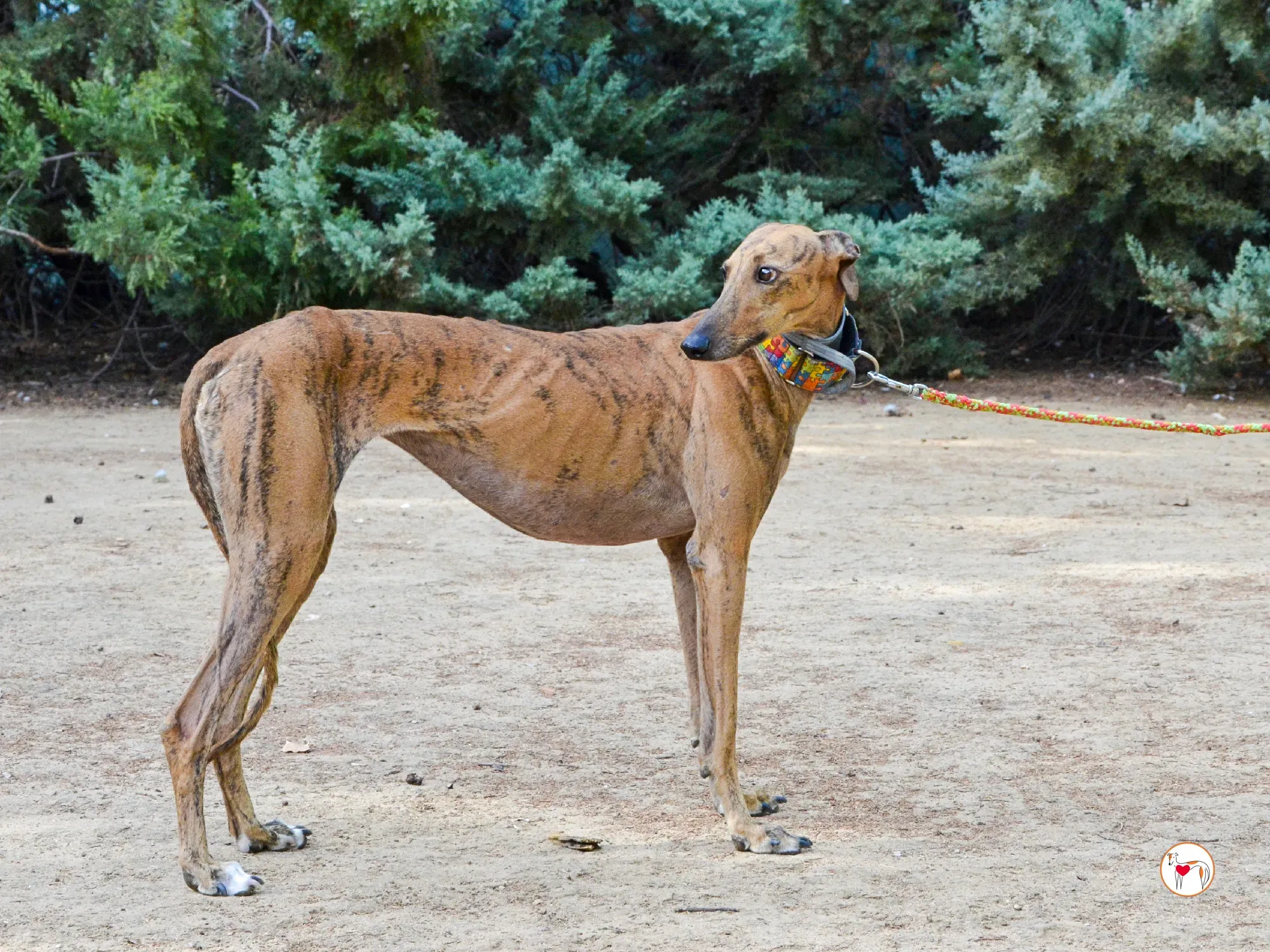 bambi galgo adozione 40