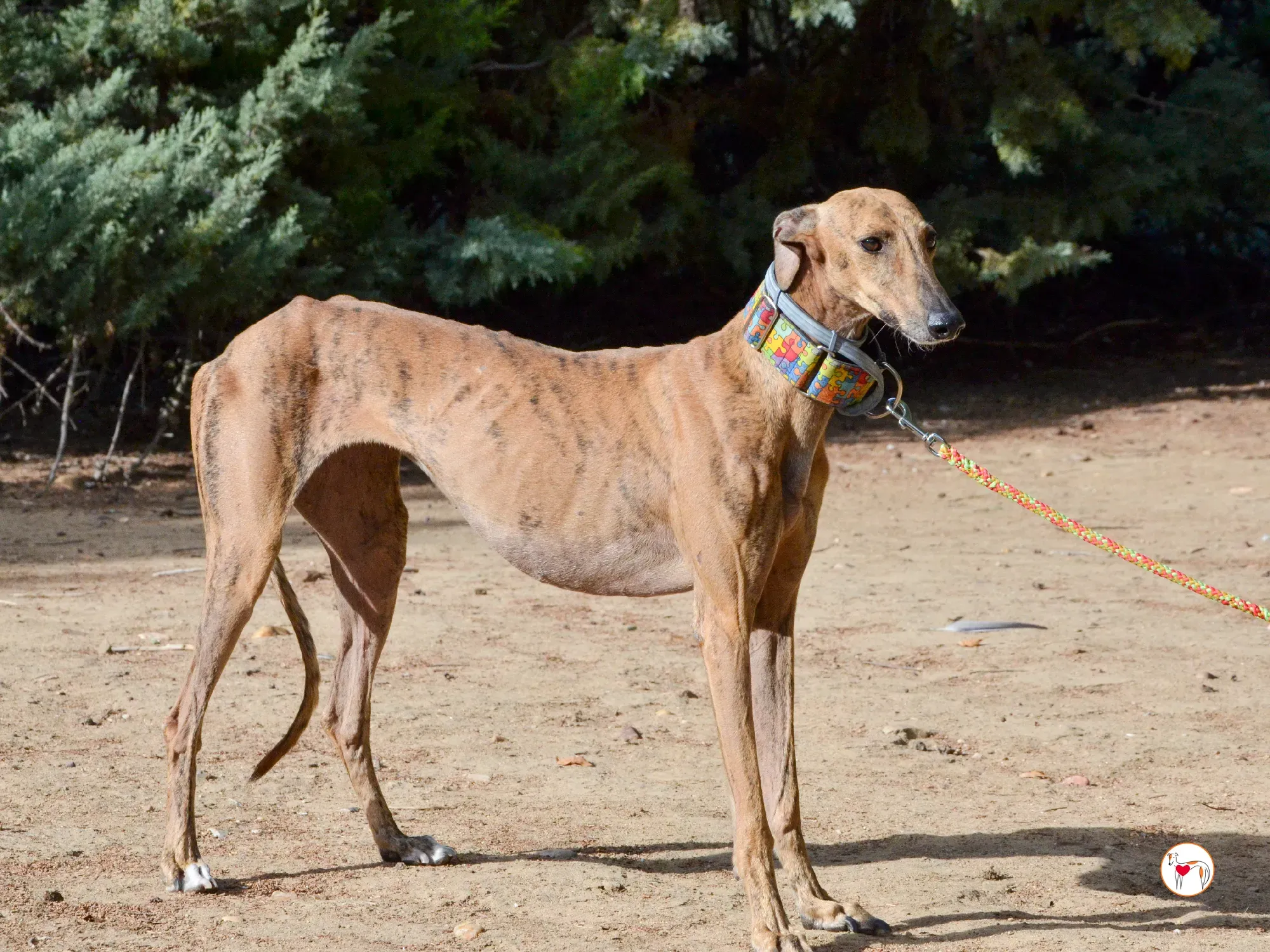 bambi galgo adozione 41