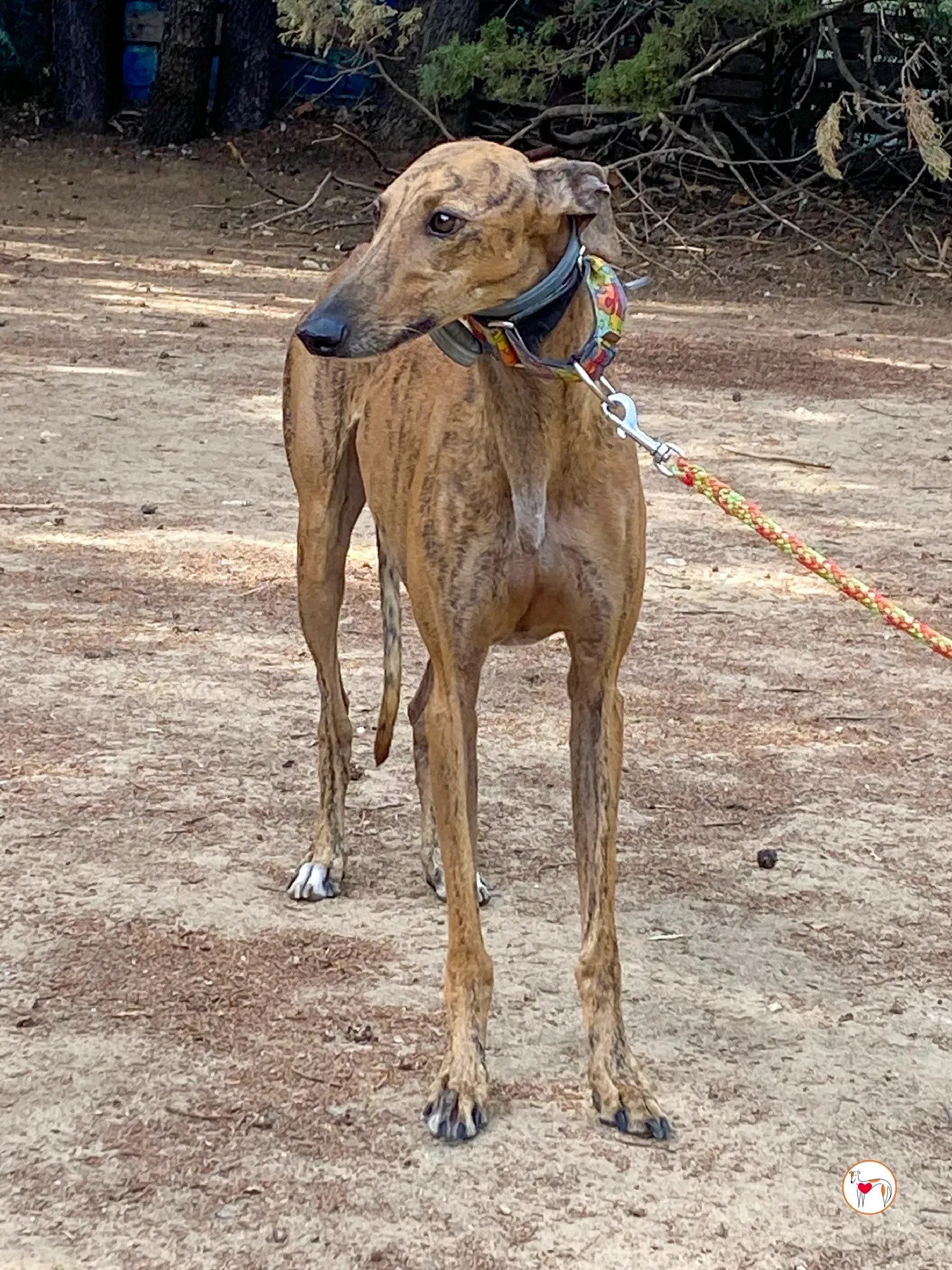 bambi galgo adozione 42