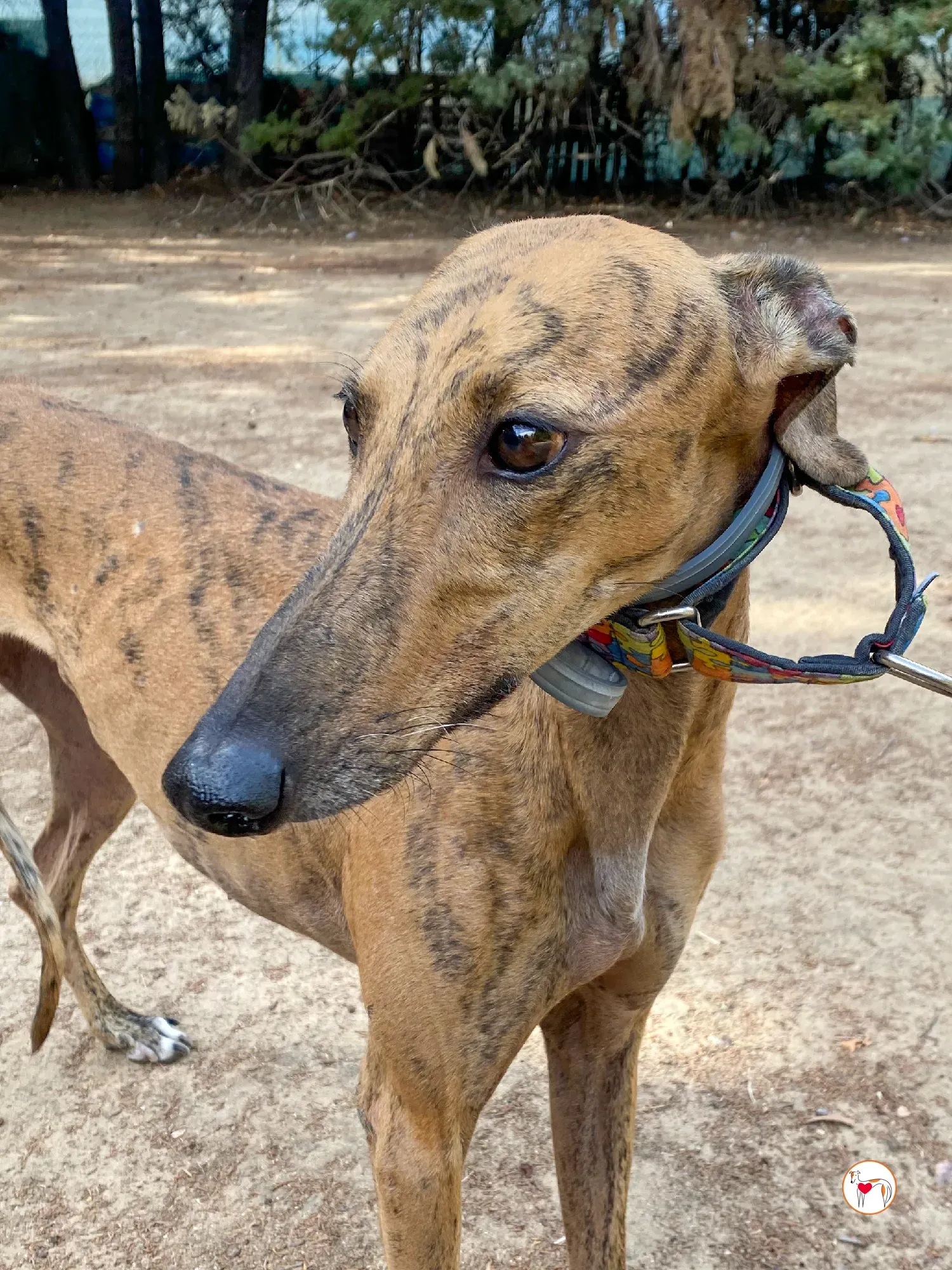 bambi galgo adozione 43