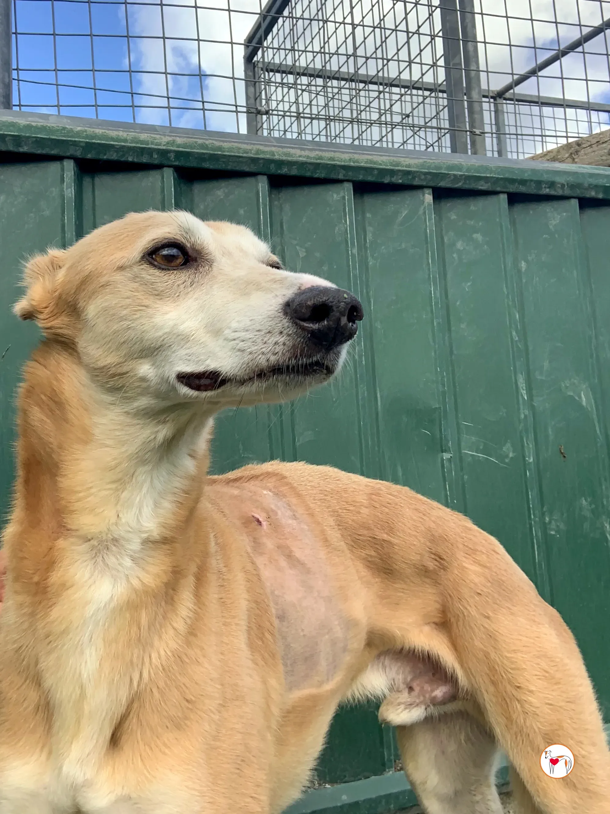 bambino grey adozione 05