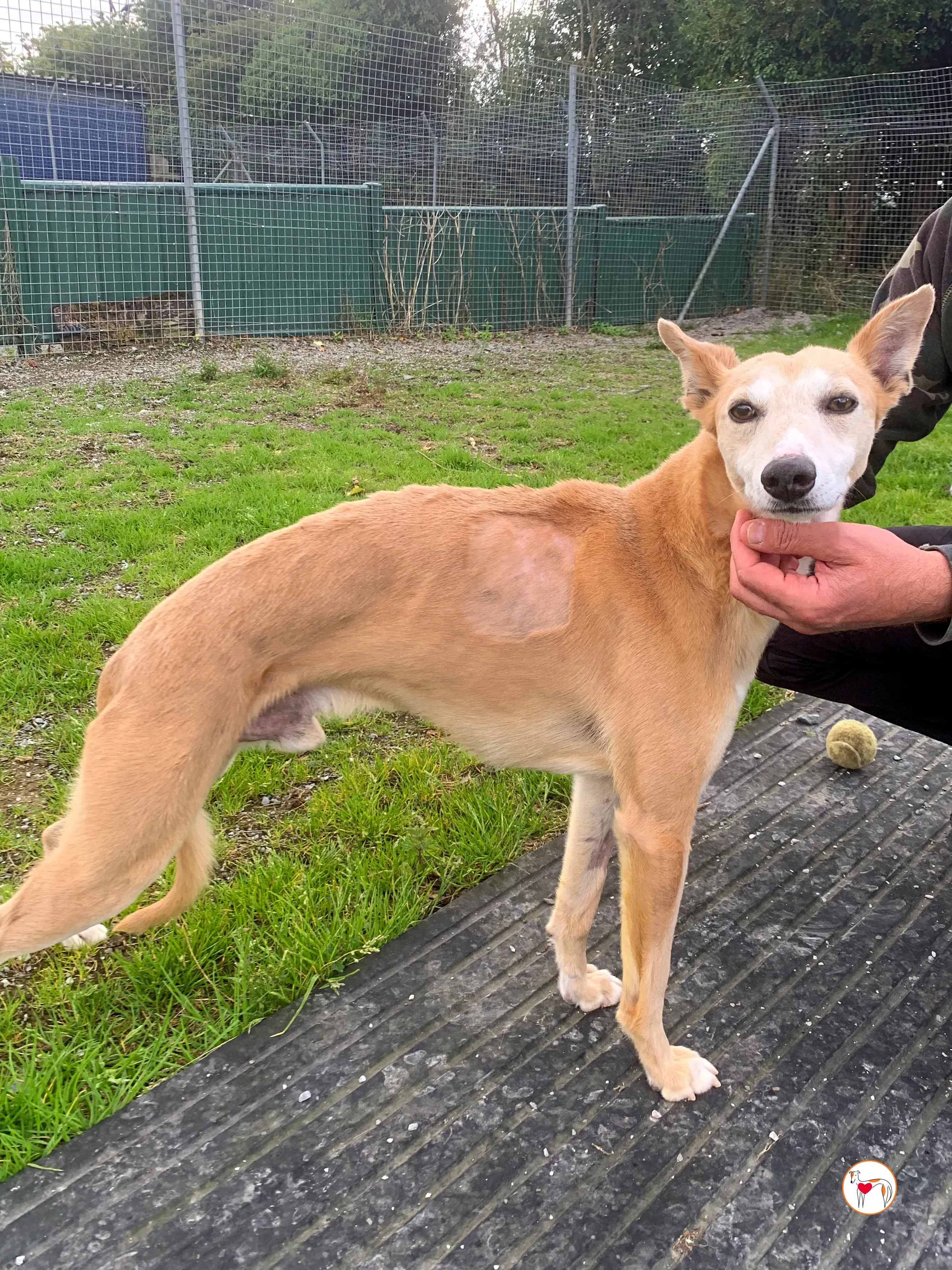 bambino grey adozione 12