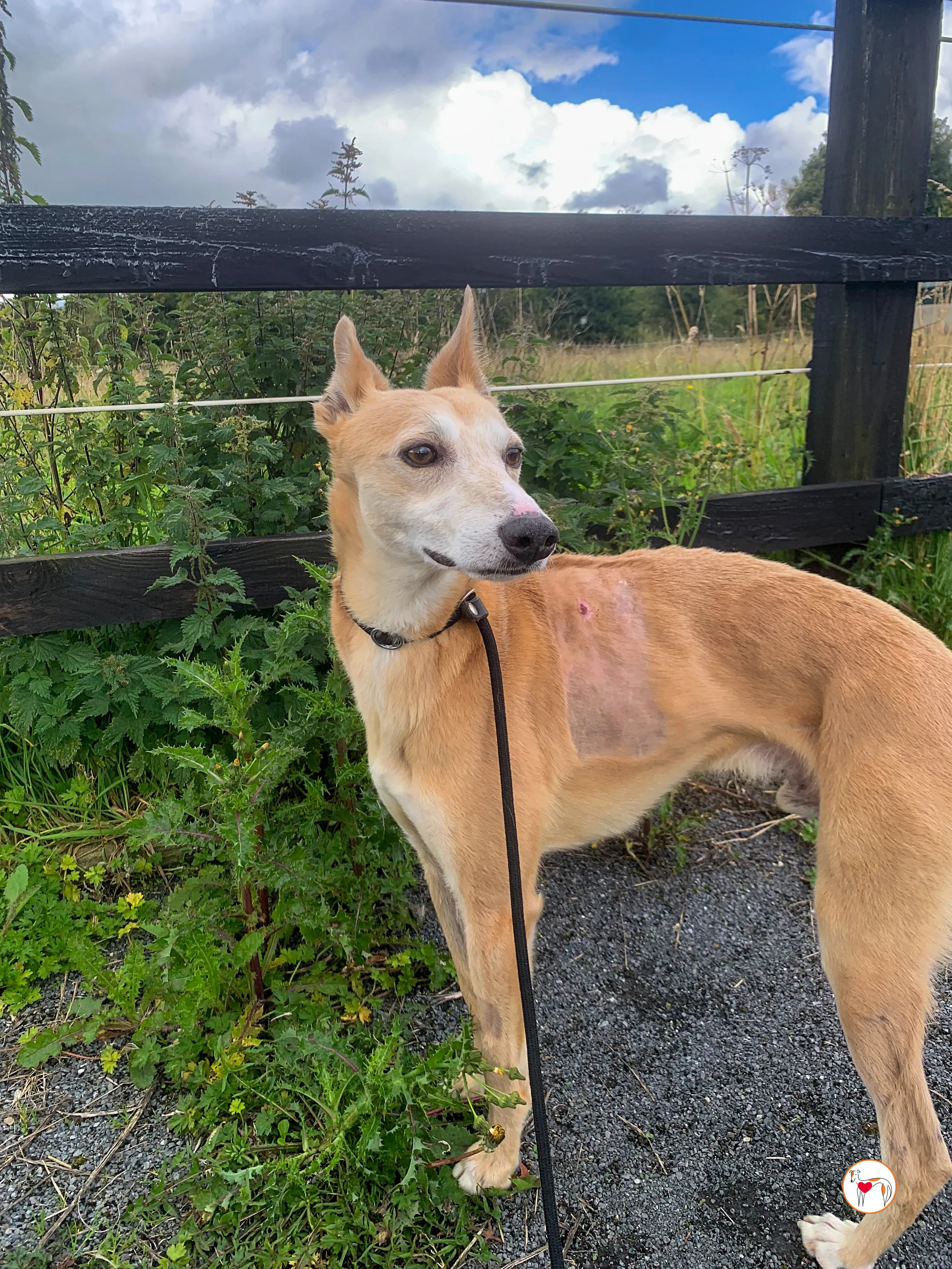 bambino grey adozione 15