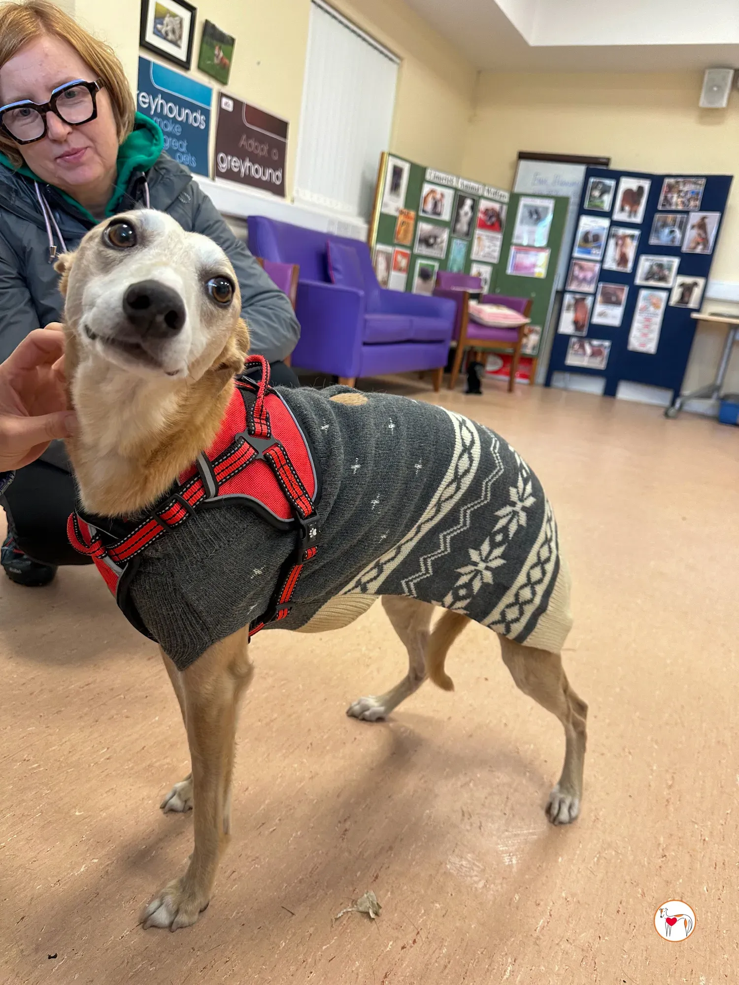 bambino grey adozione 17