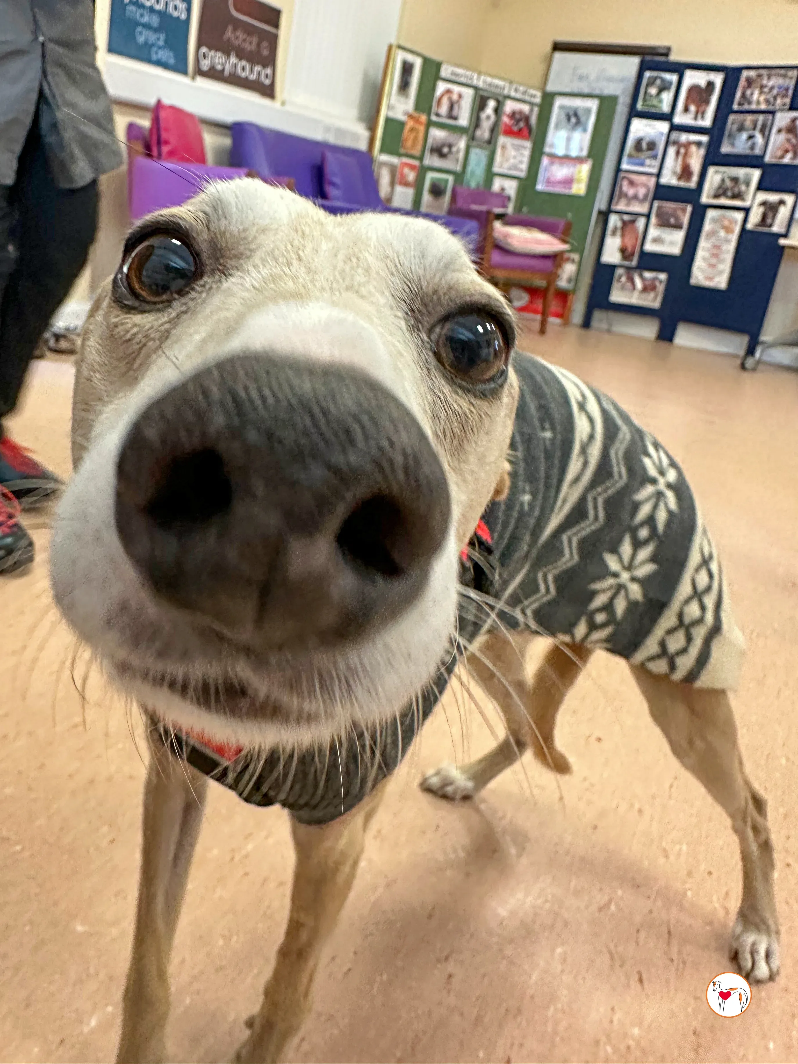 bambino grey adozione 18