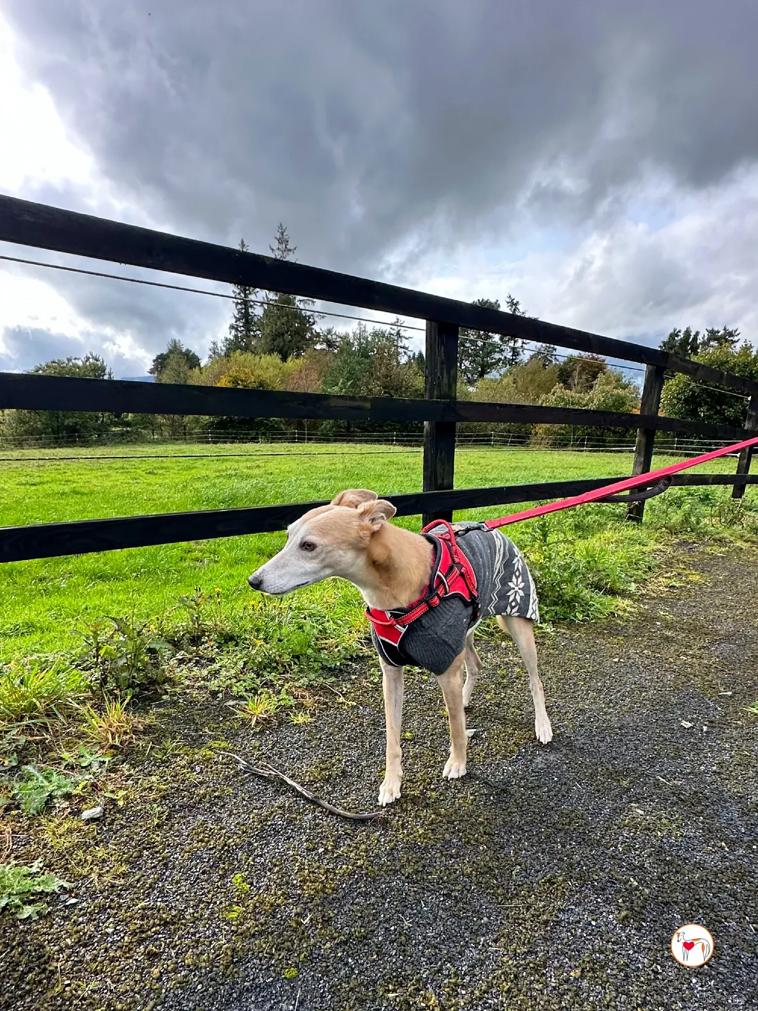 bambino grey adozione 19