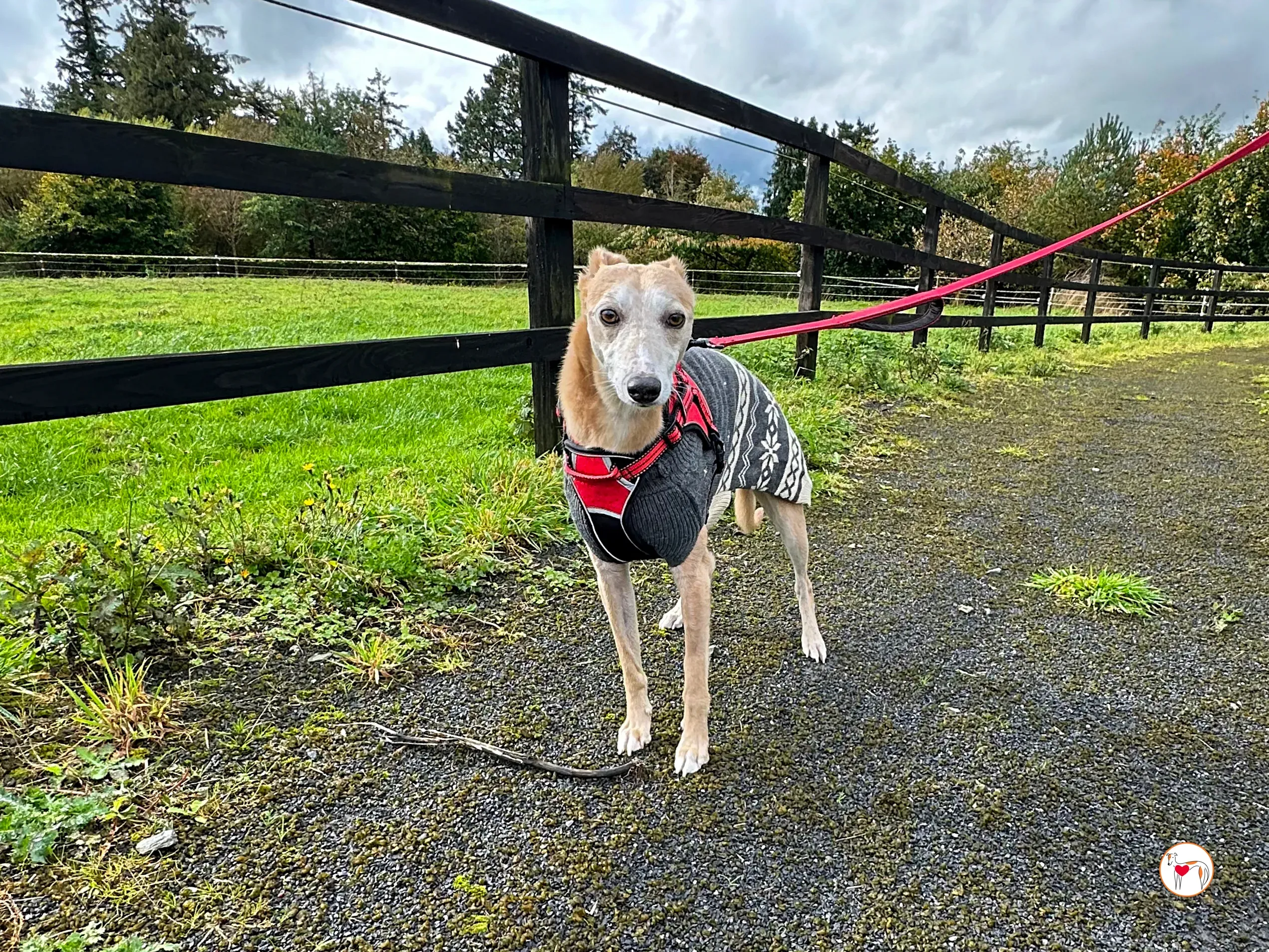 bambino grey adozione 20