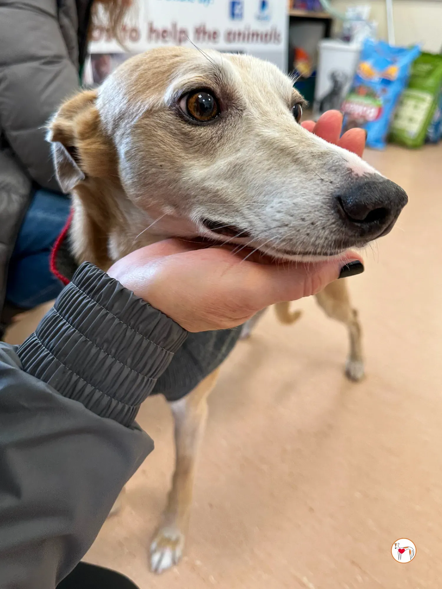 bambino grey adozione 29