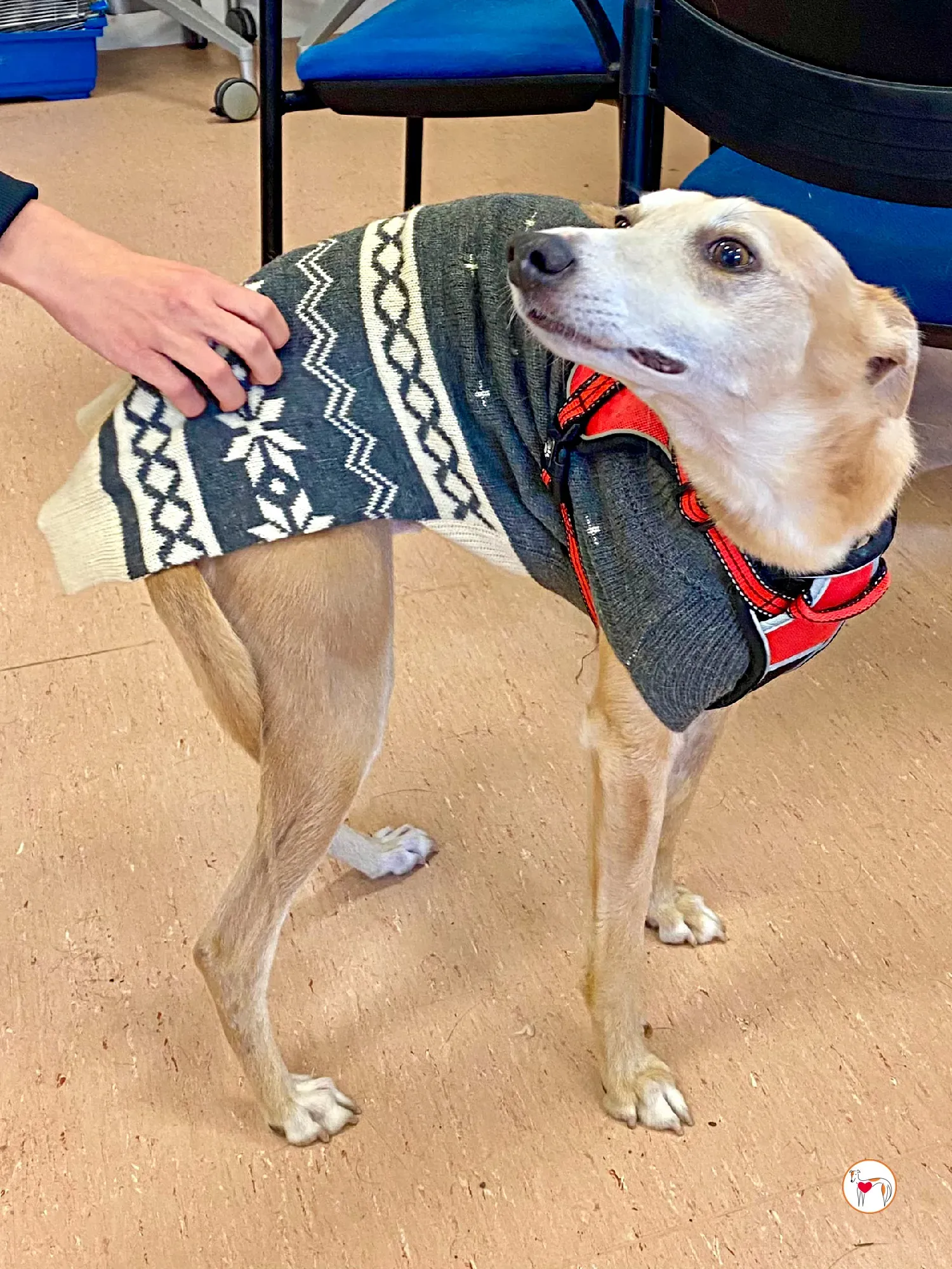 bambino grey adozione 33