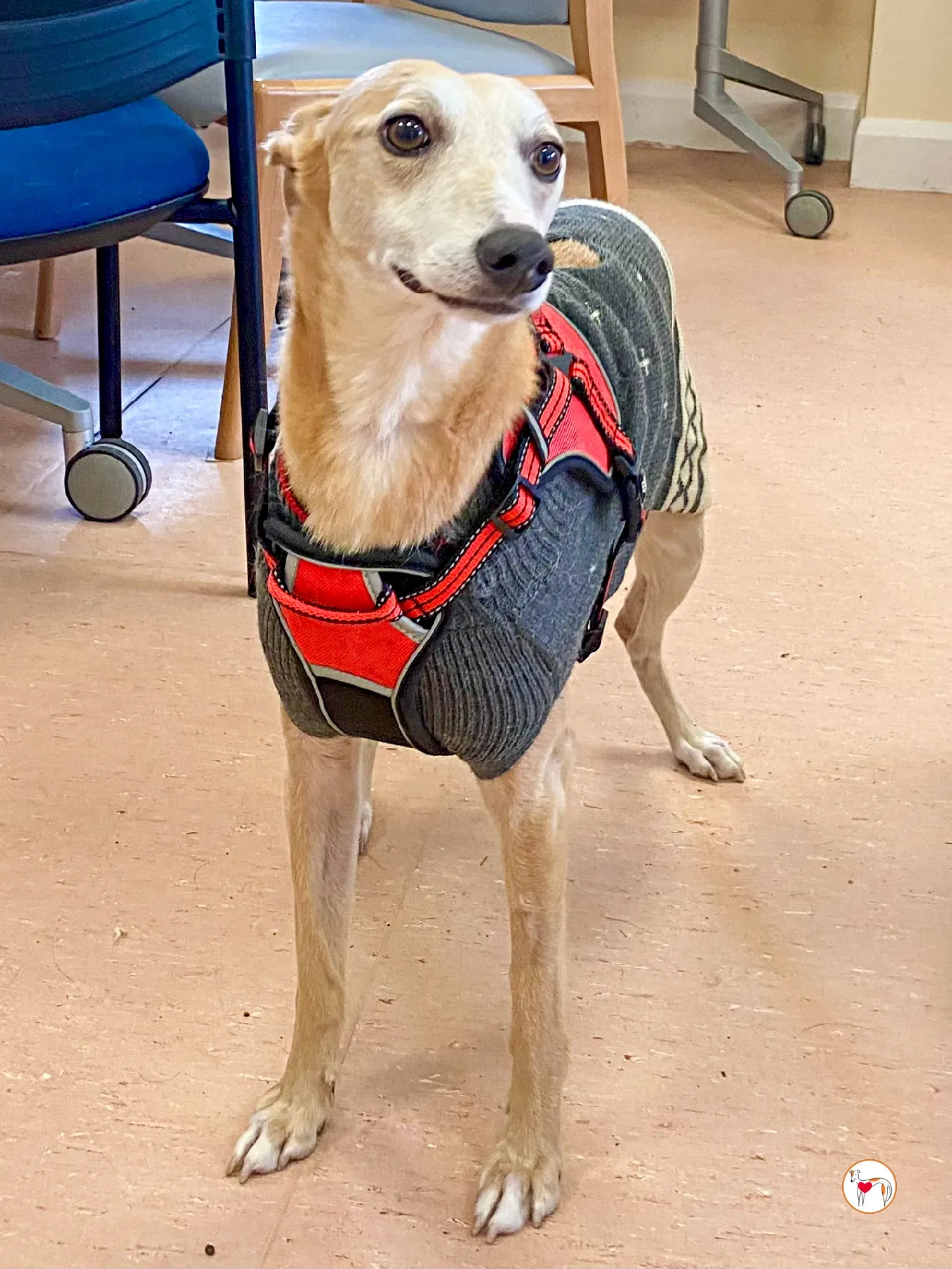 bambino grey adozione 34