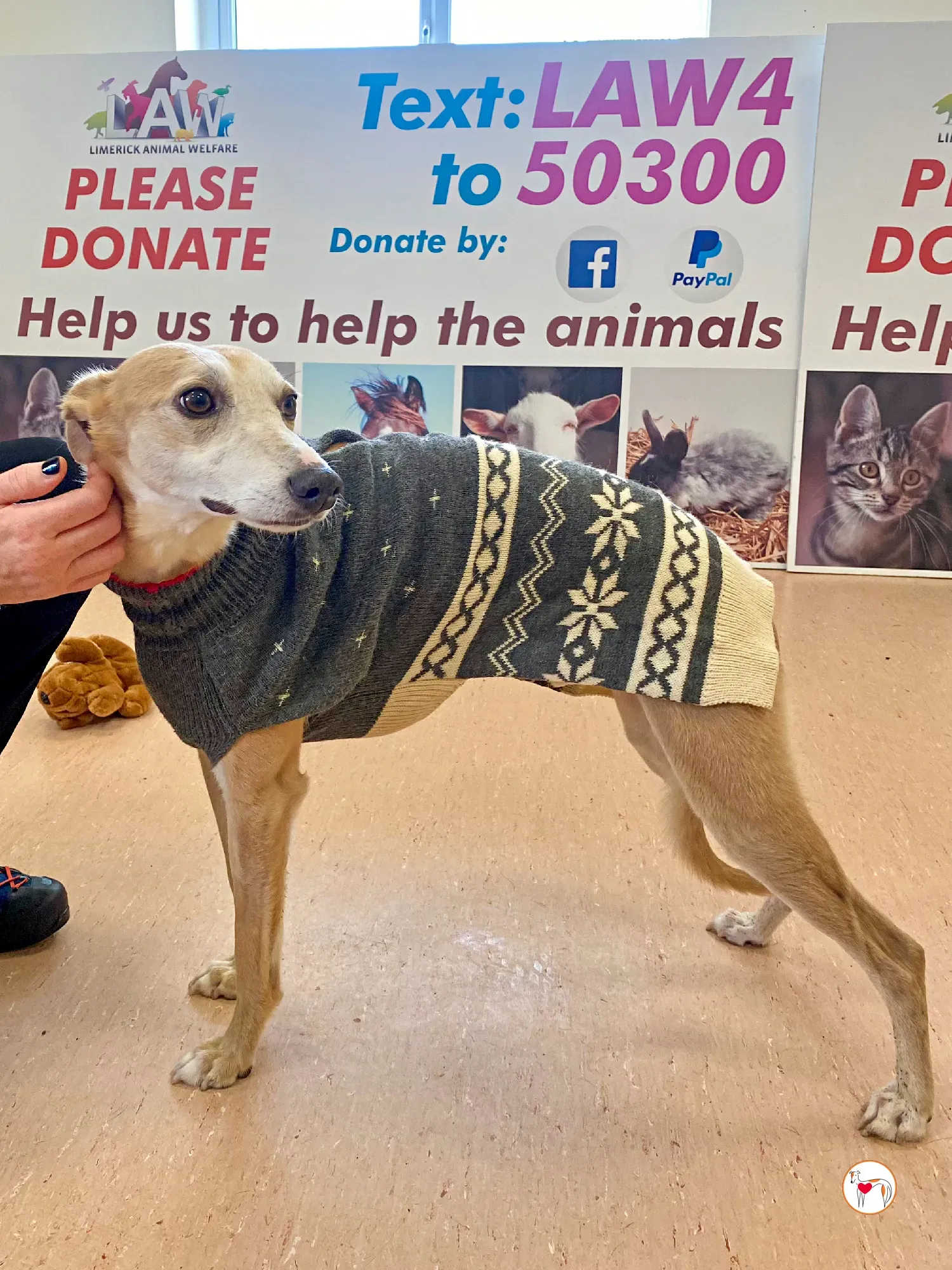 bambino grey adozione 35