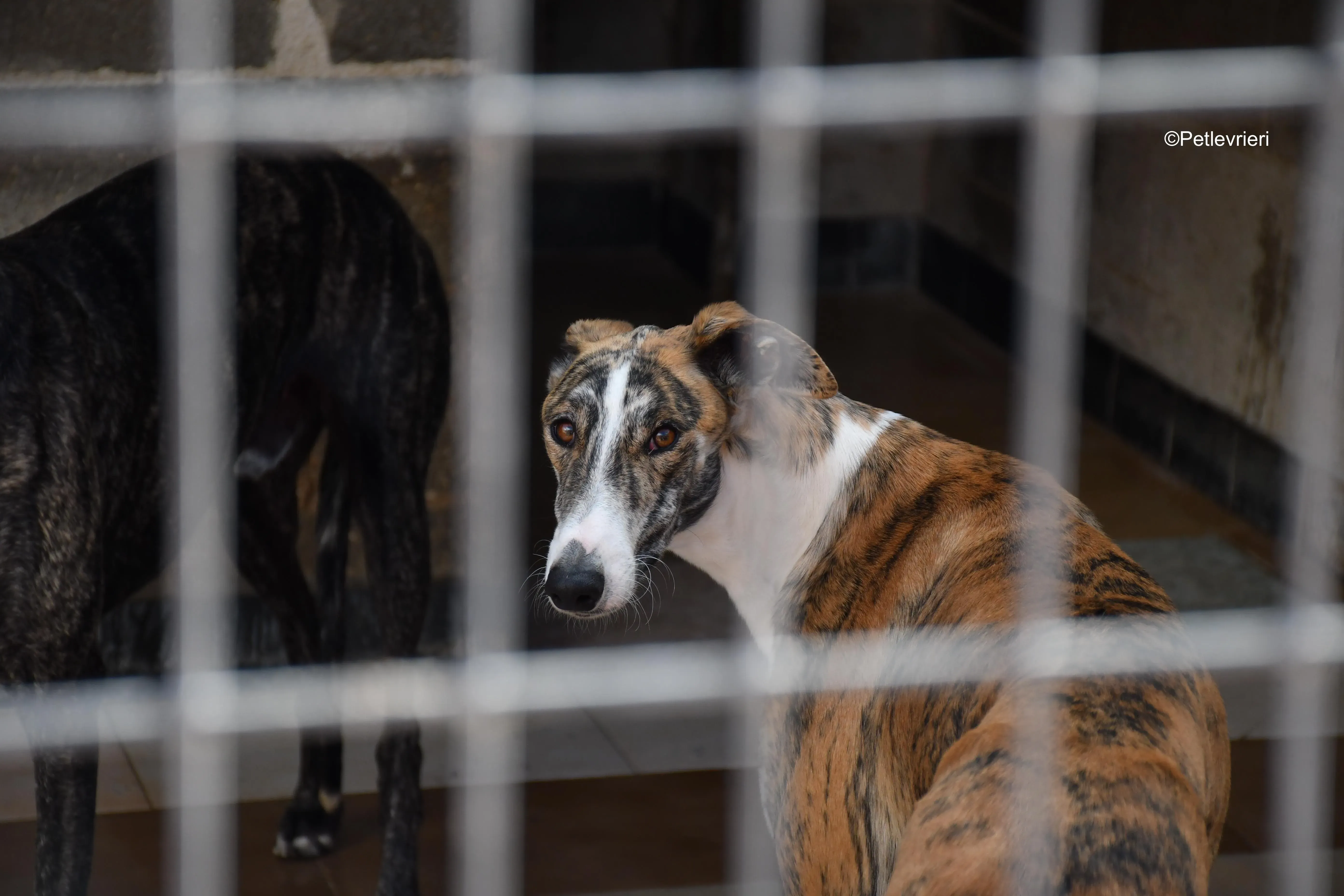 bamby adozione levrieri galgo 1