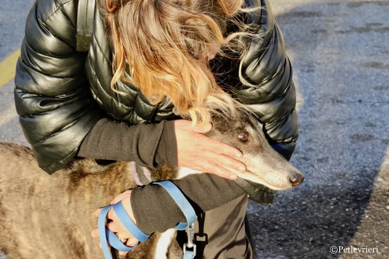 banciao of king adozione greyhound macao 1 1