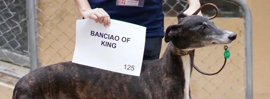 banciao of king adozione greyhound macao 1 e1544704315746