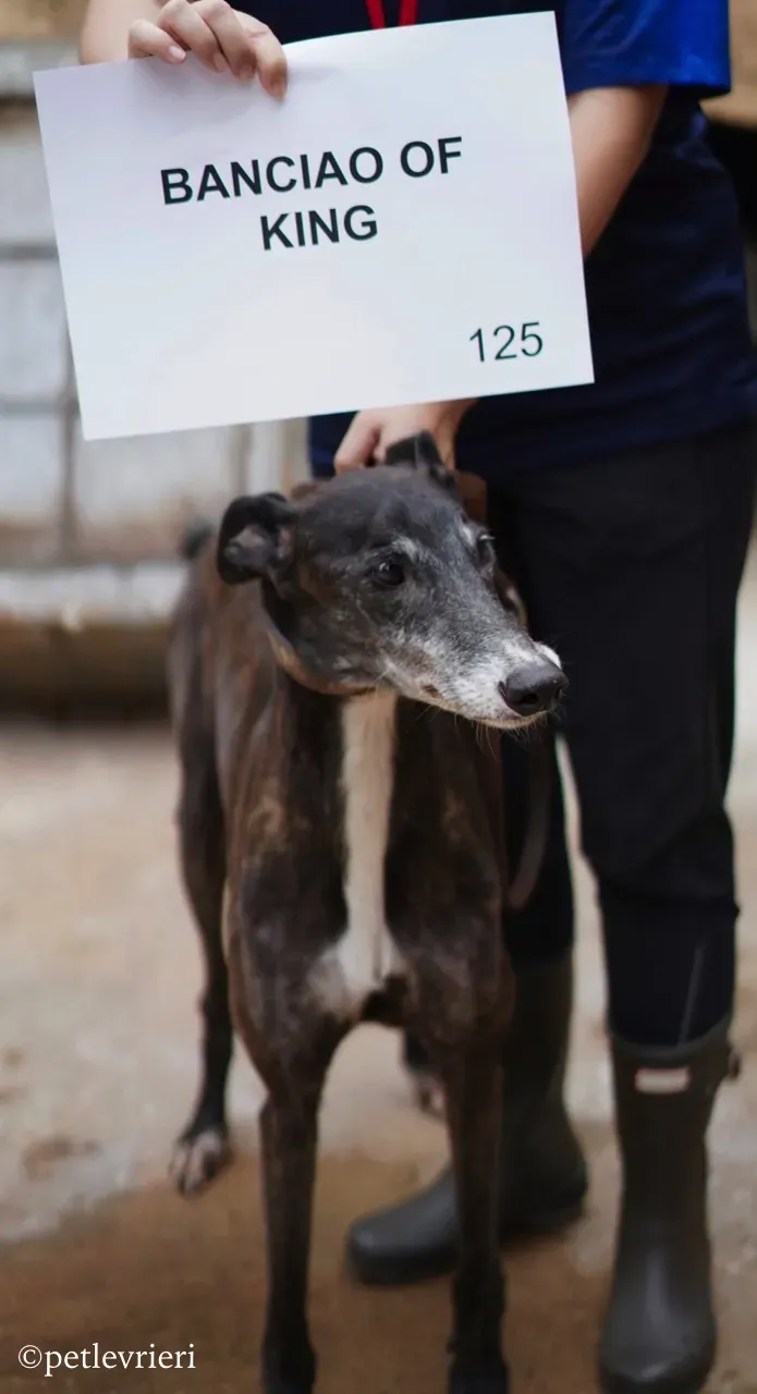 banciao of king adozione greyhound macao 2
