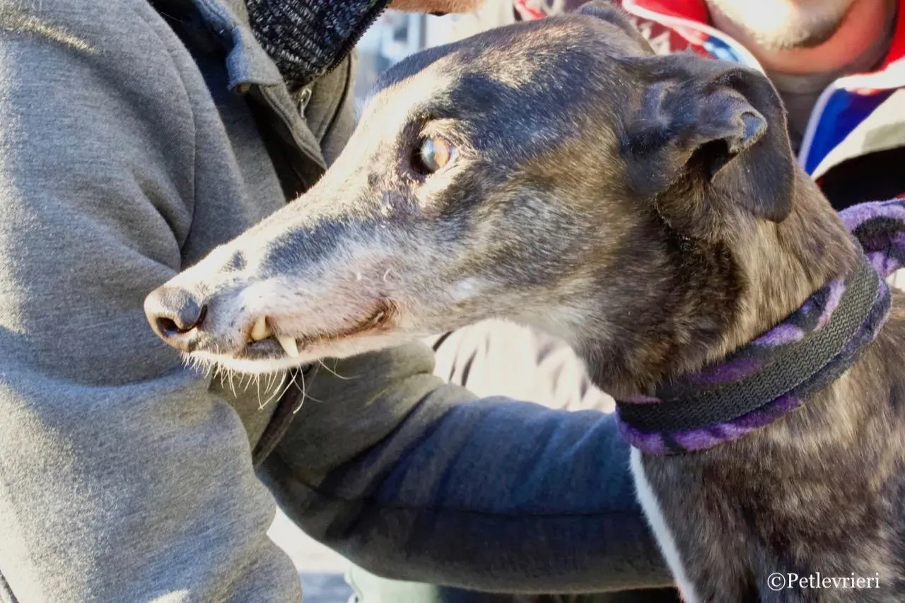 banciao of king adozione greyhound macao 3 1