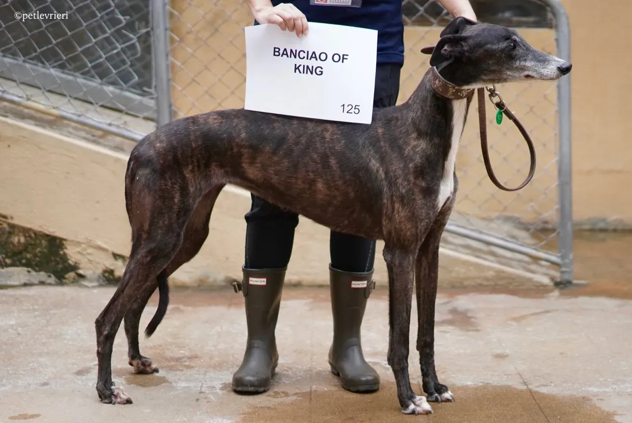 banciao of king adozione greyhound macao 3
