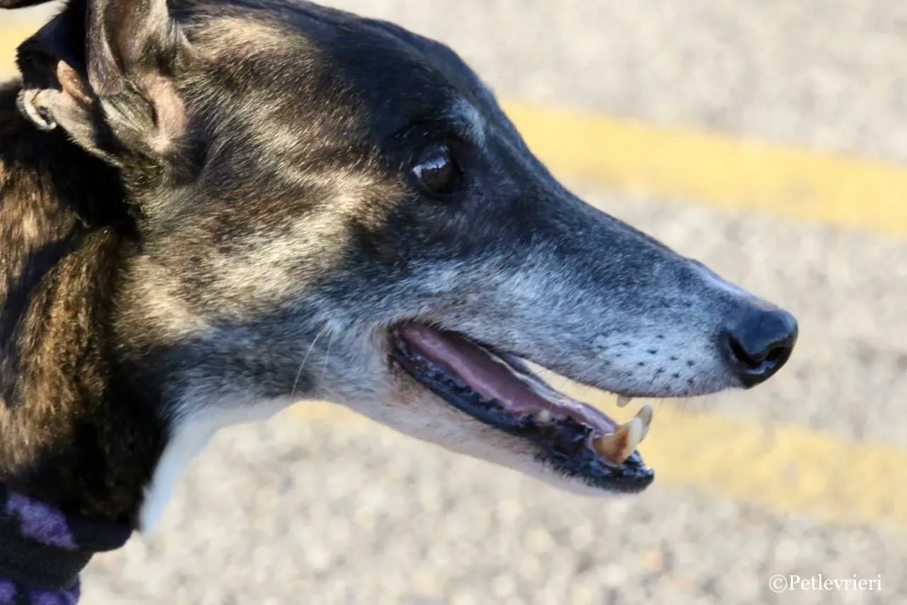 banciao of king adozione greyhound macao 4 1