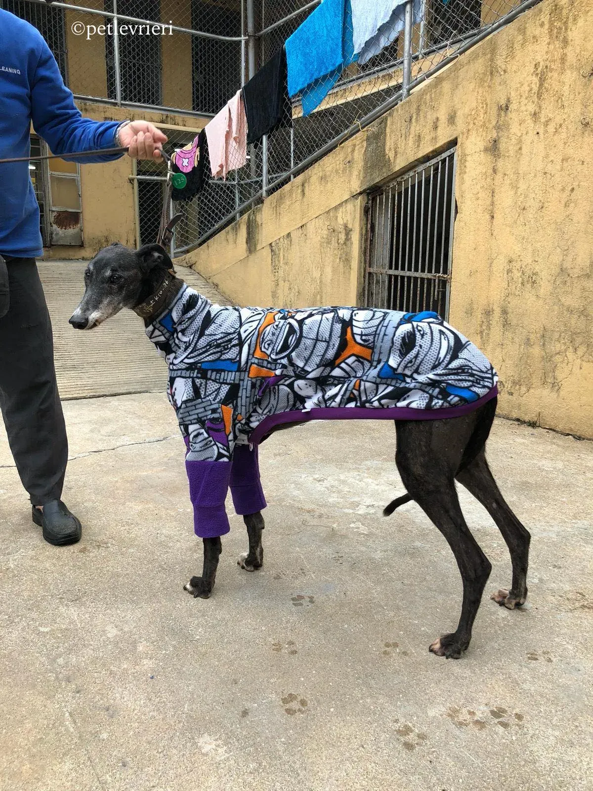 banciao of king adozione greyhound macao 4