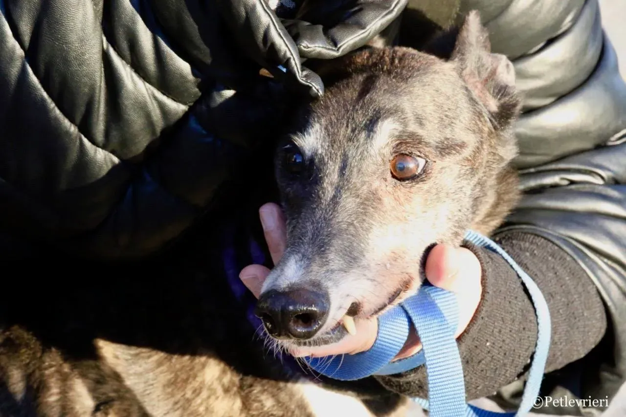 banciao of king adozione greyhound macao 5