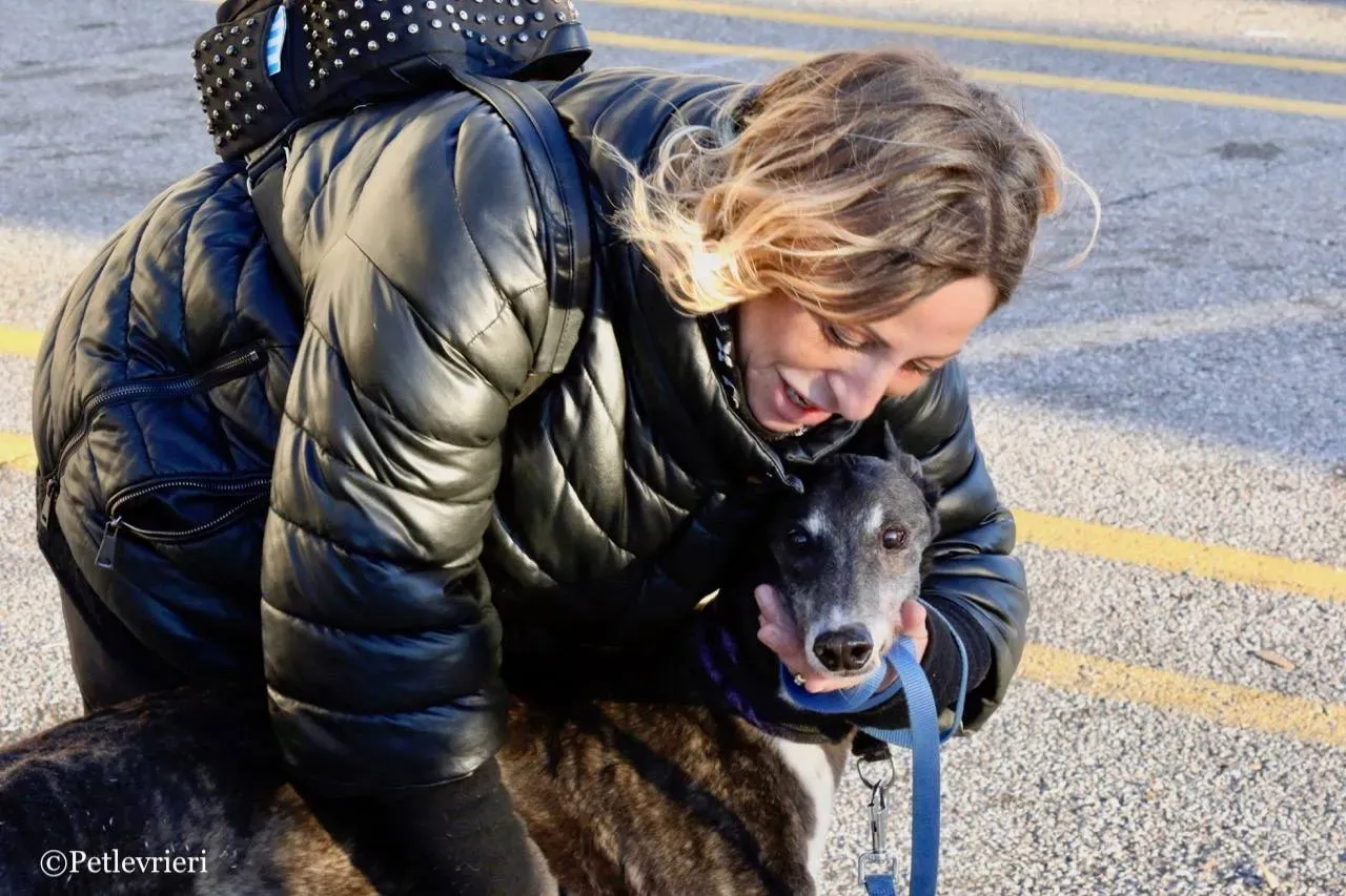 banciao of king adozione greyhound macao 6