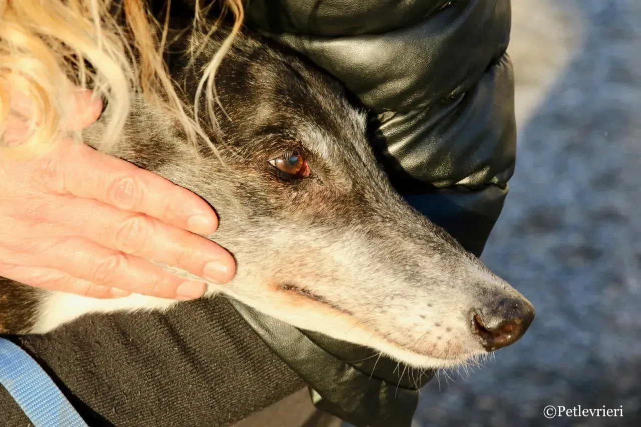 banciao of king adozione greyhound macao 7