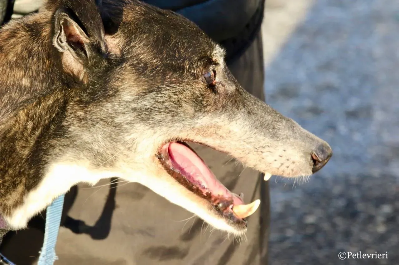 banciao of king adozione greyhound macao 8