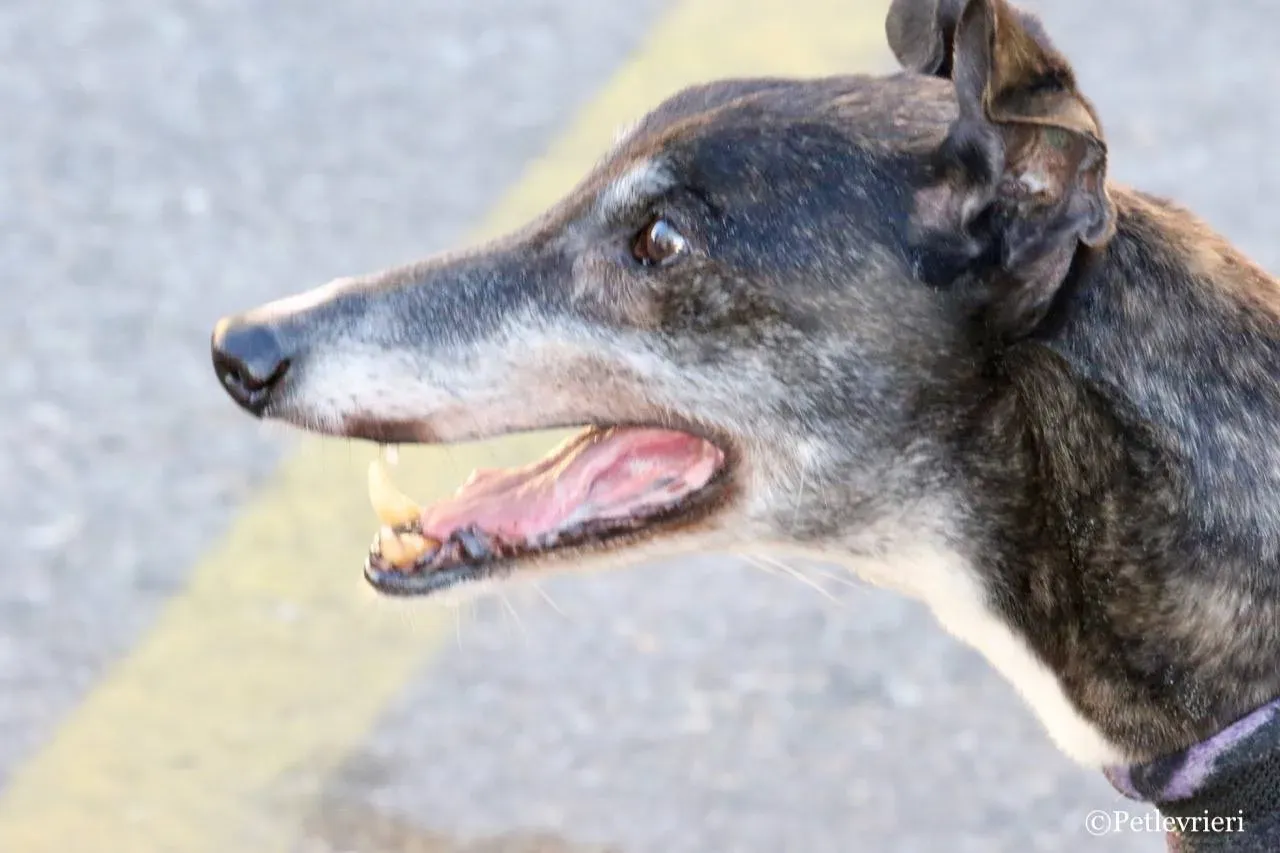 banciao of king adozione greyhound macao 9