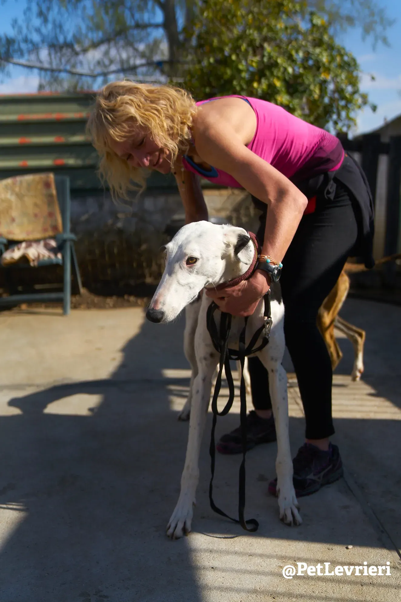 bani adozione galgo 1 1